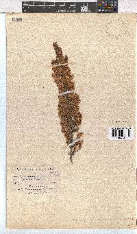 Erica quadrangularis image