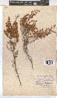 Erica quadrangularis image