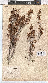 Erica quadrangularis image