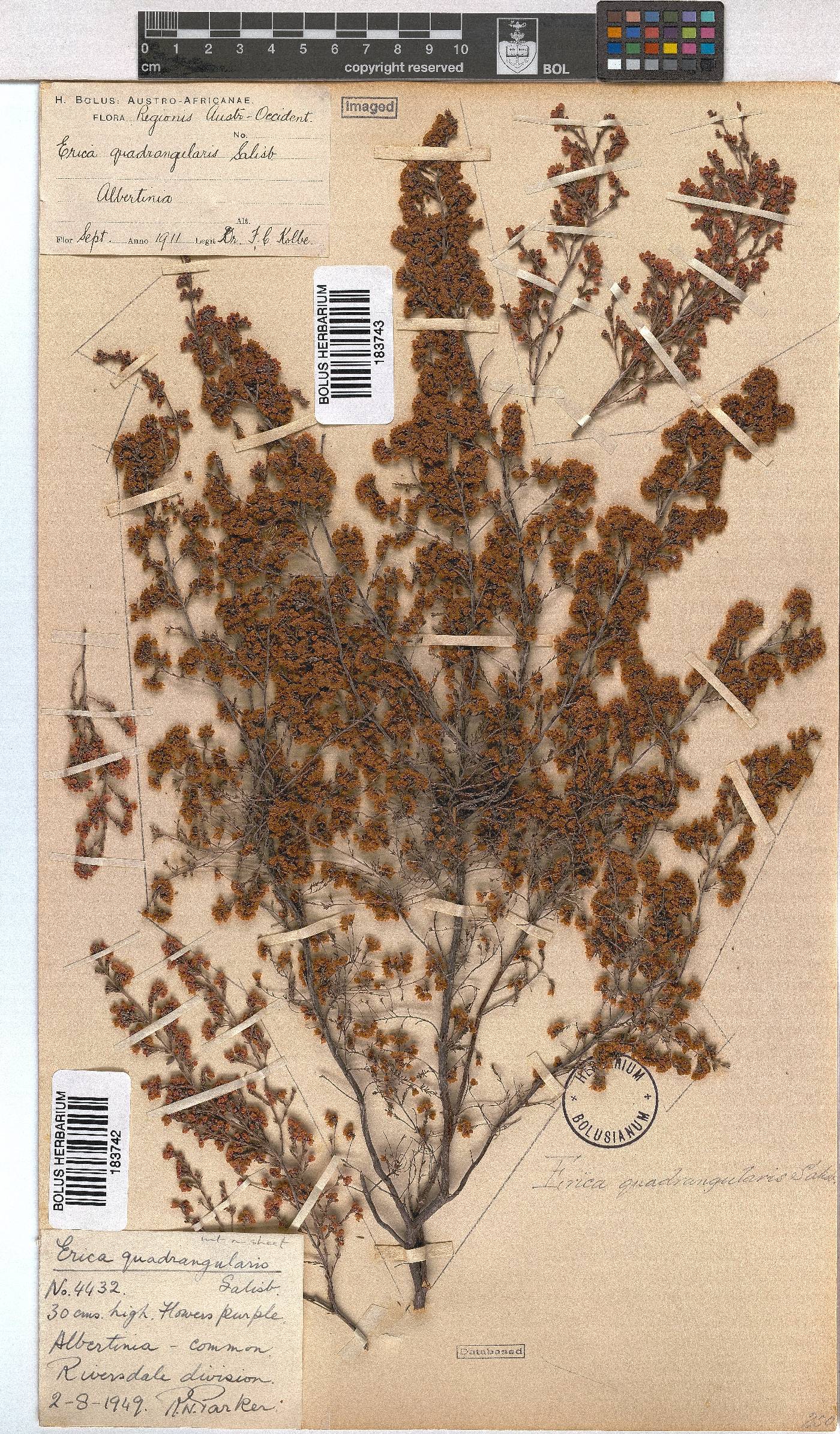 Erica quadrangularis image