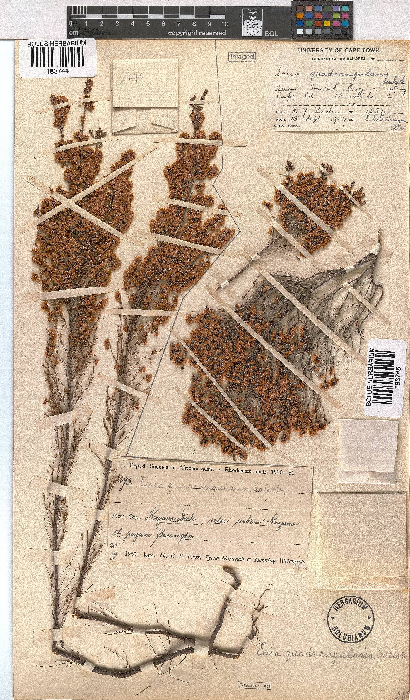 Erica quadrangularis image