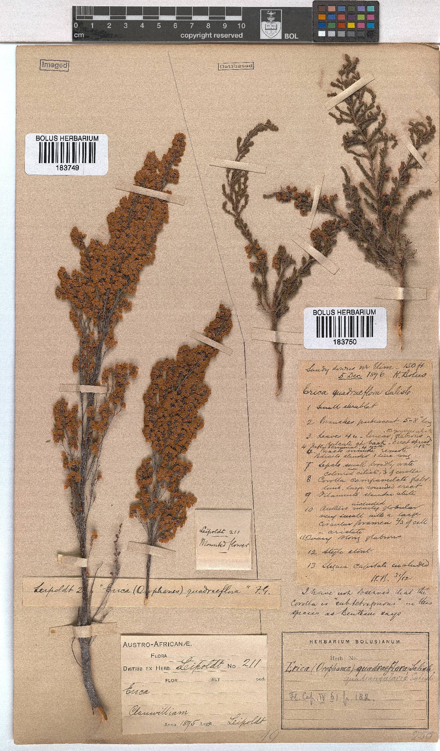 Erica quadrangularis image