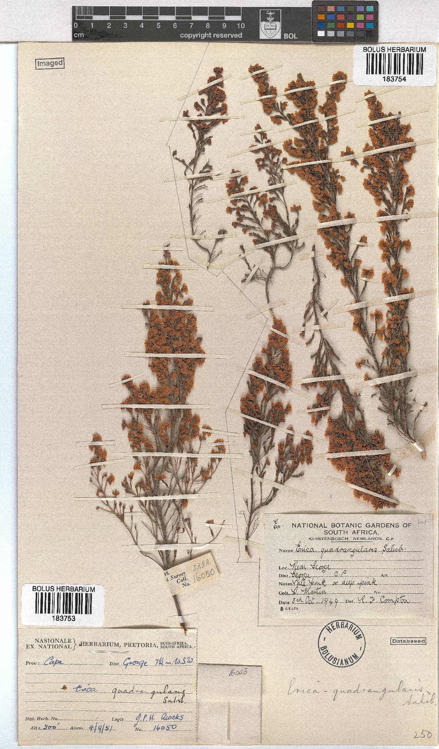 Erica quadrangularis image