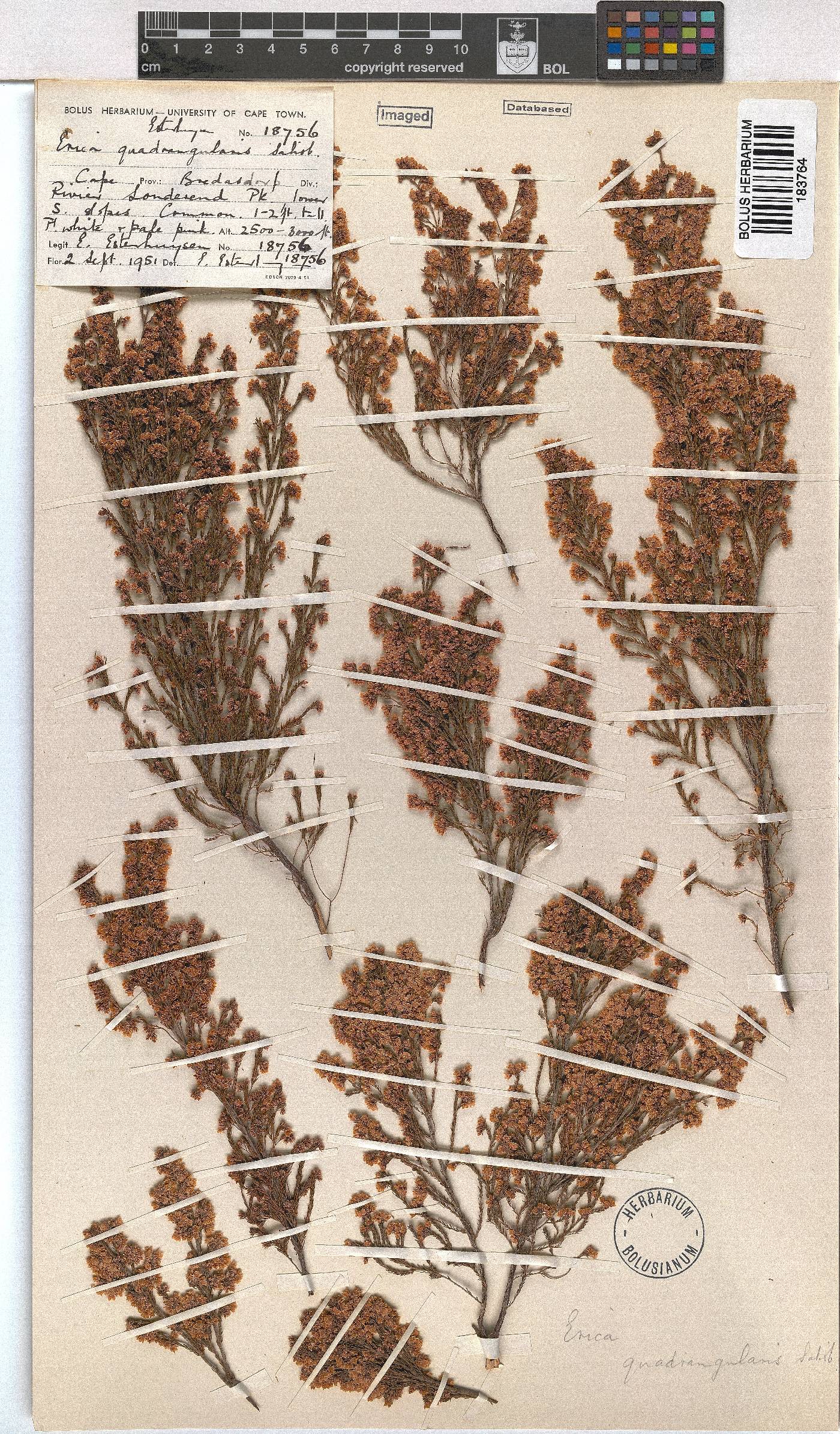 Erica quadrangularis image