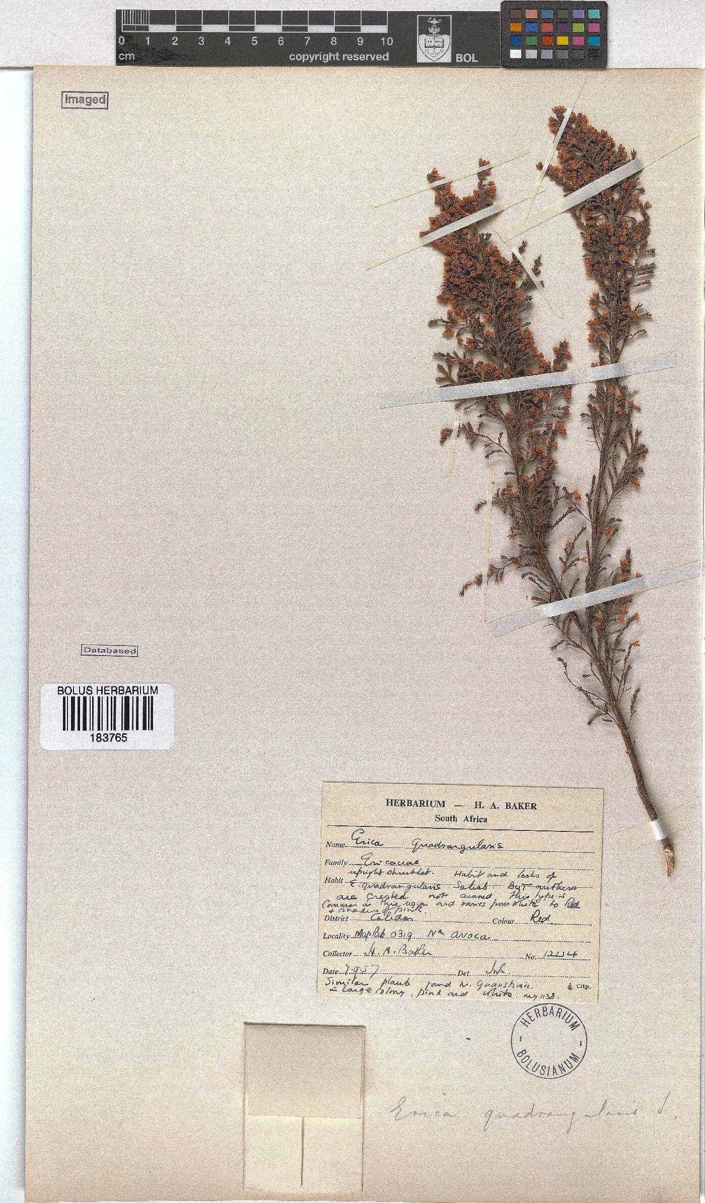 Erica quadrangularis image