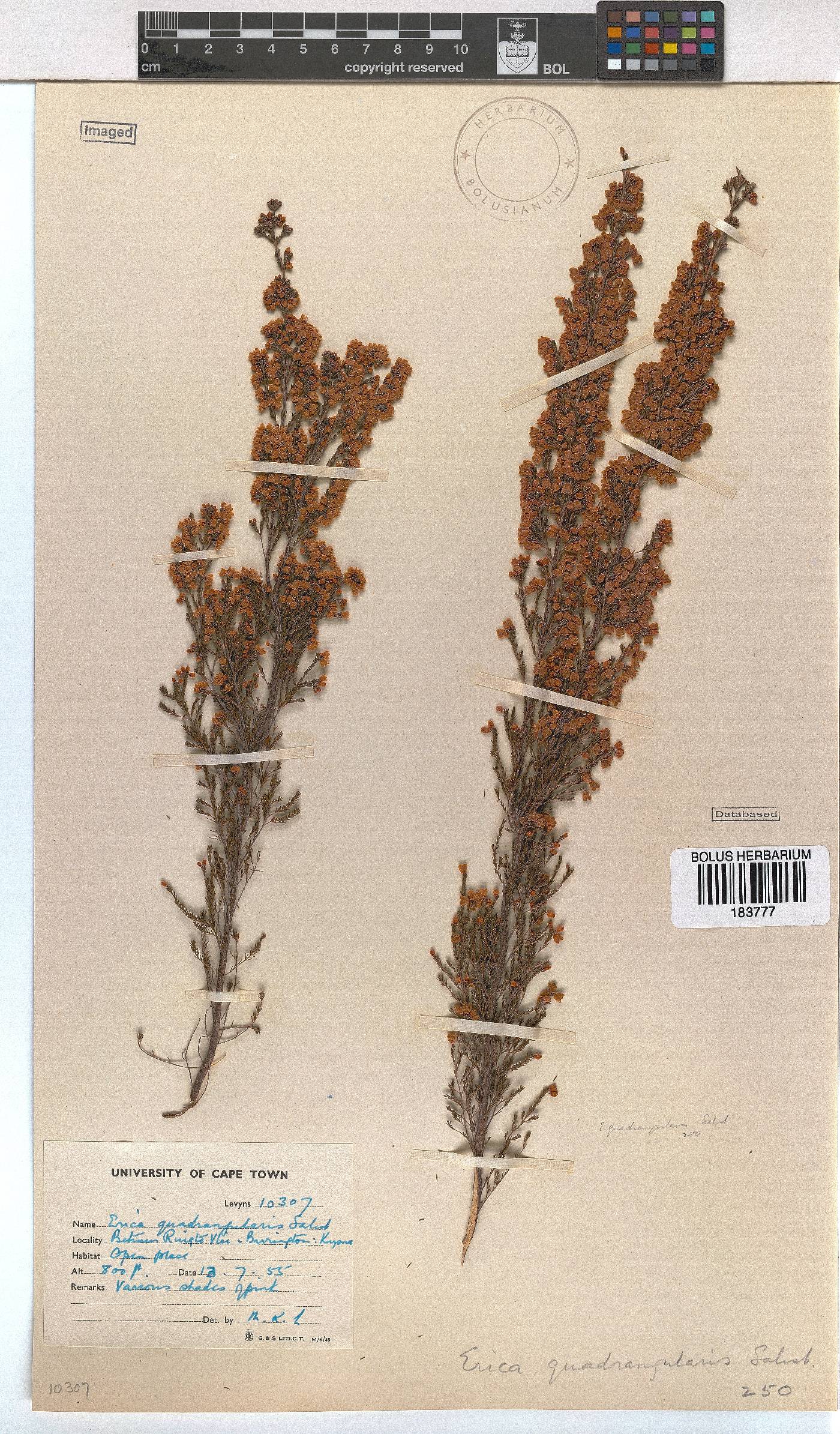 Erica quadrangularis image