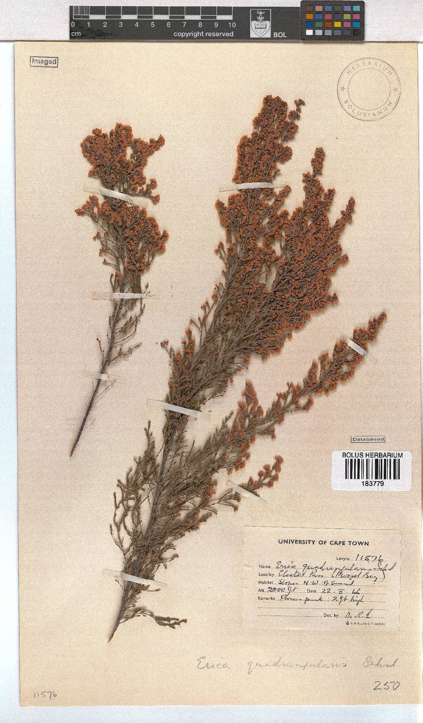 Erica quadrangularis image