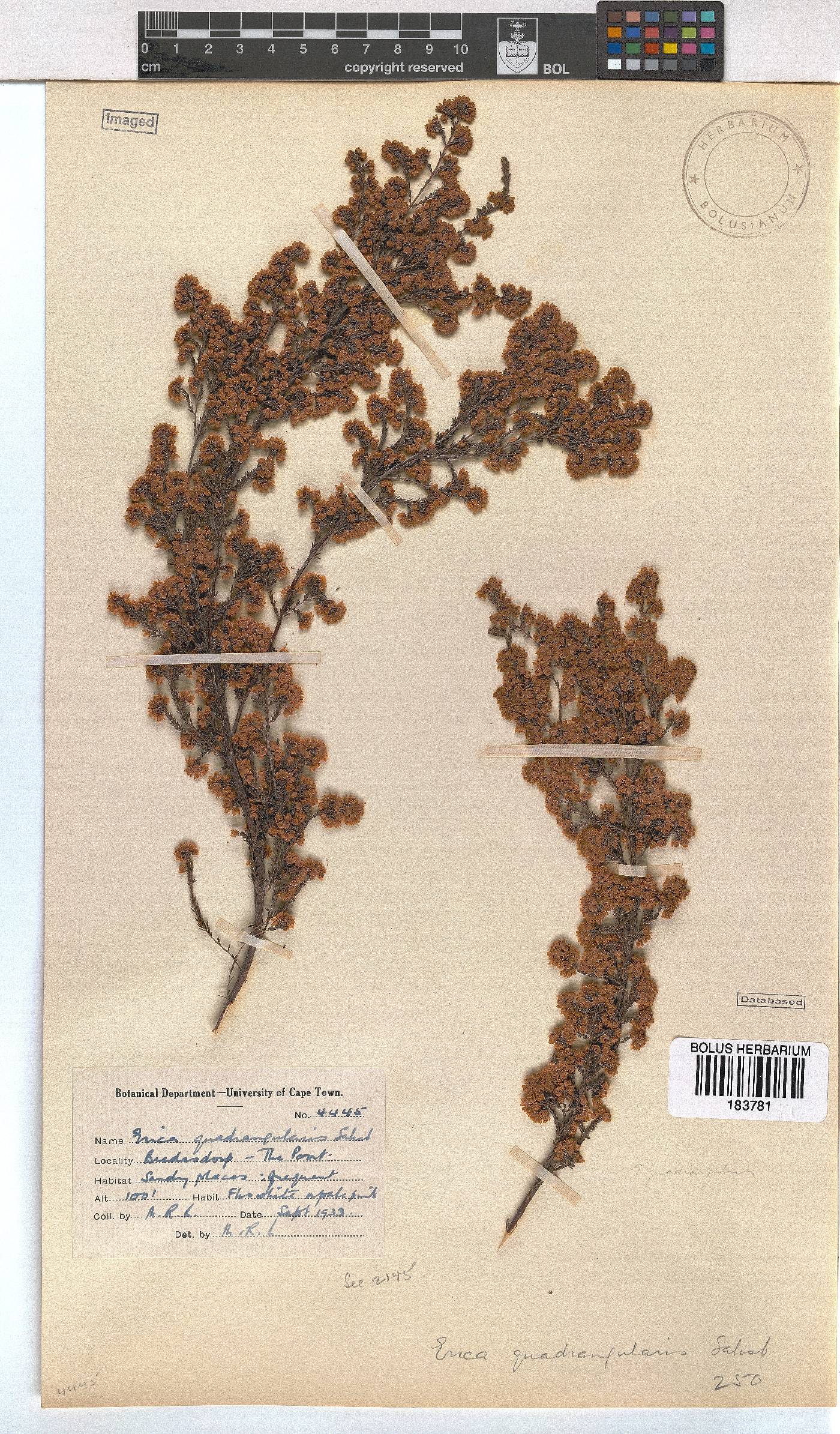 Erica quadrangularis image