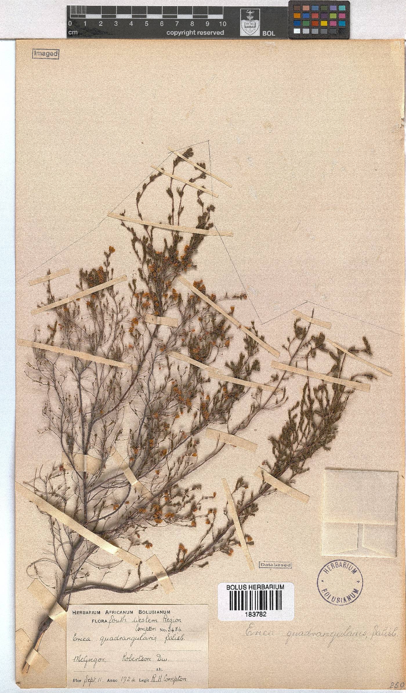 Erica quadrangularis image