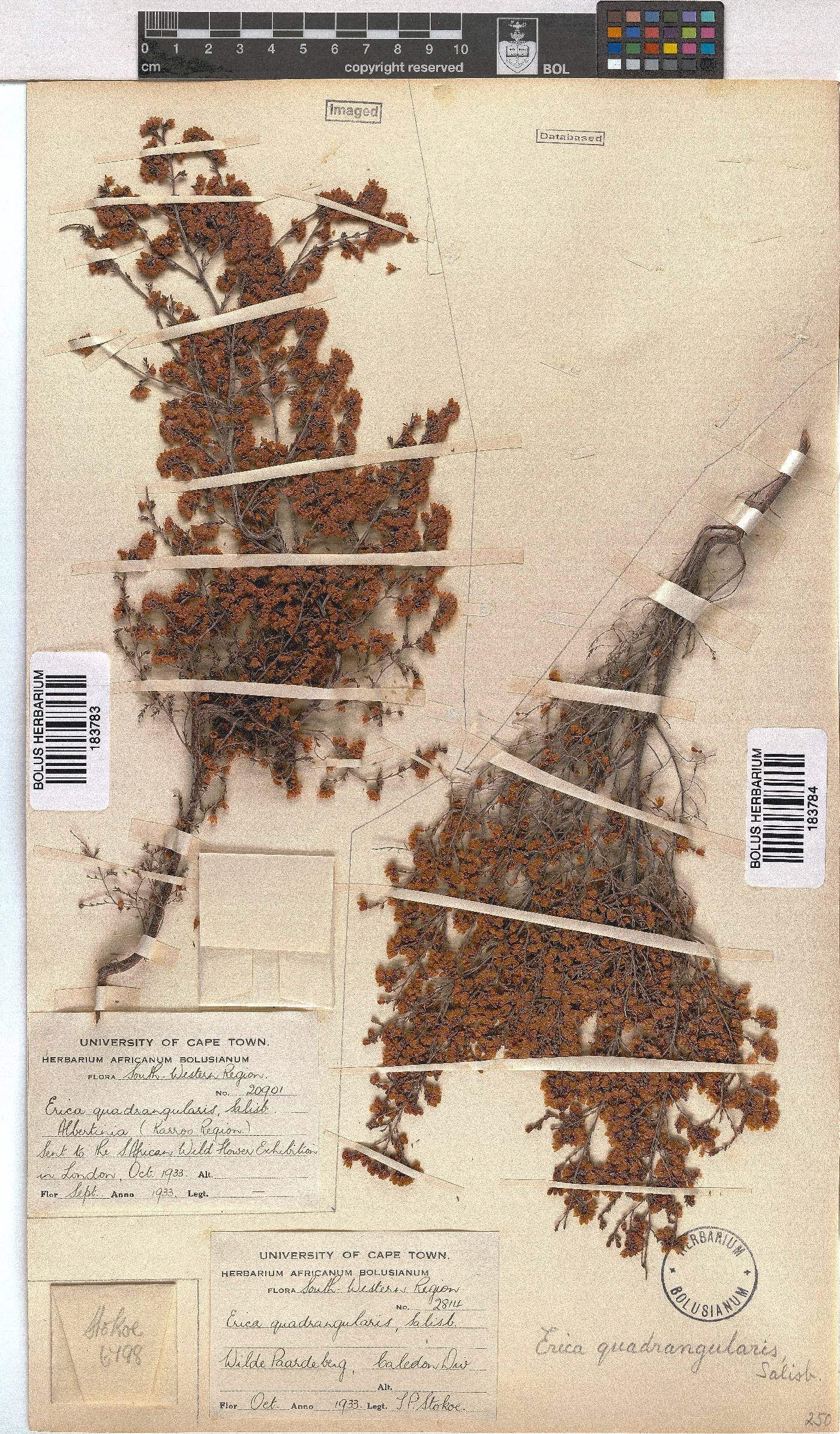 Erica quadrangularis image