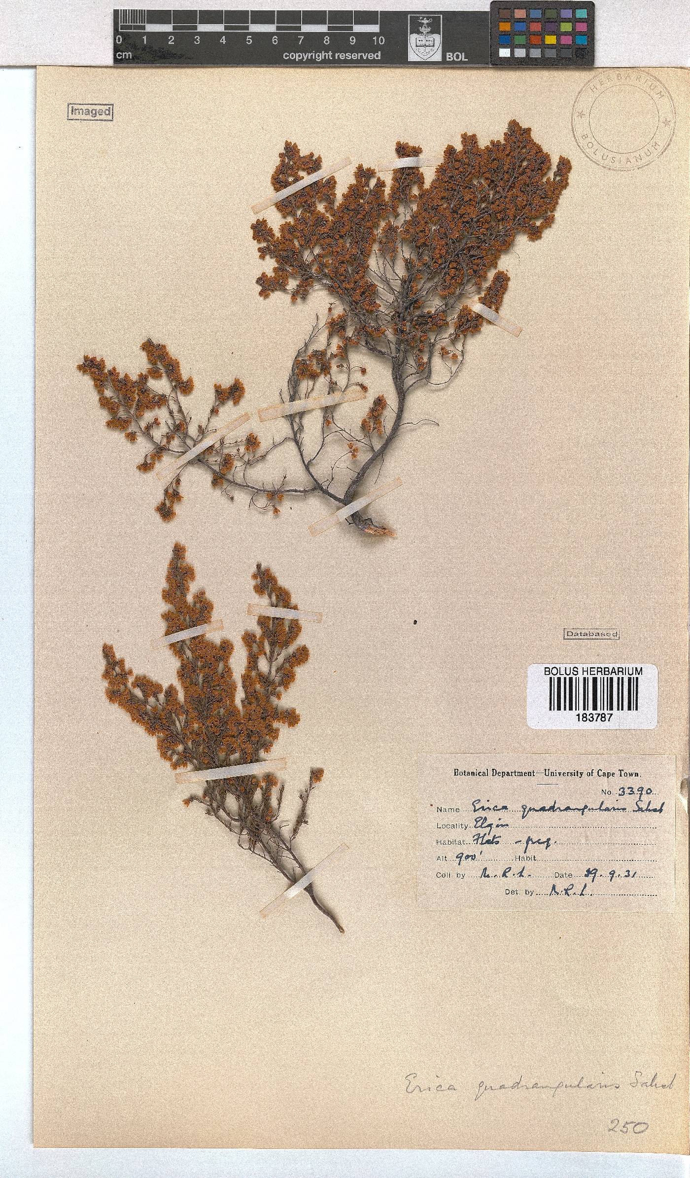 Erica quadrangularis image