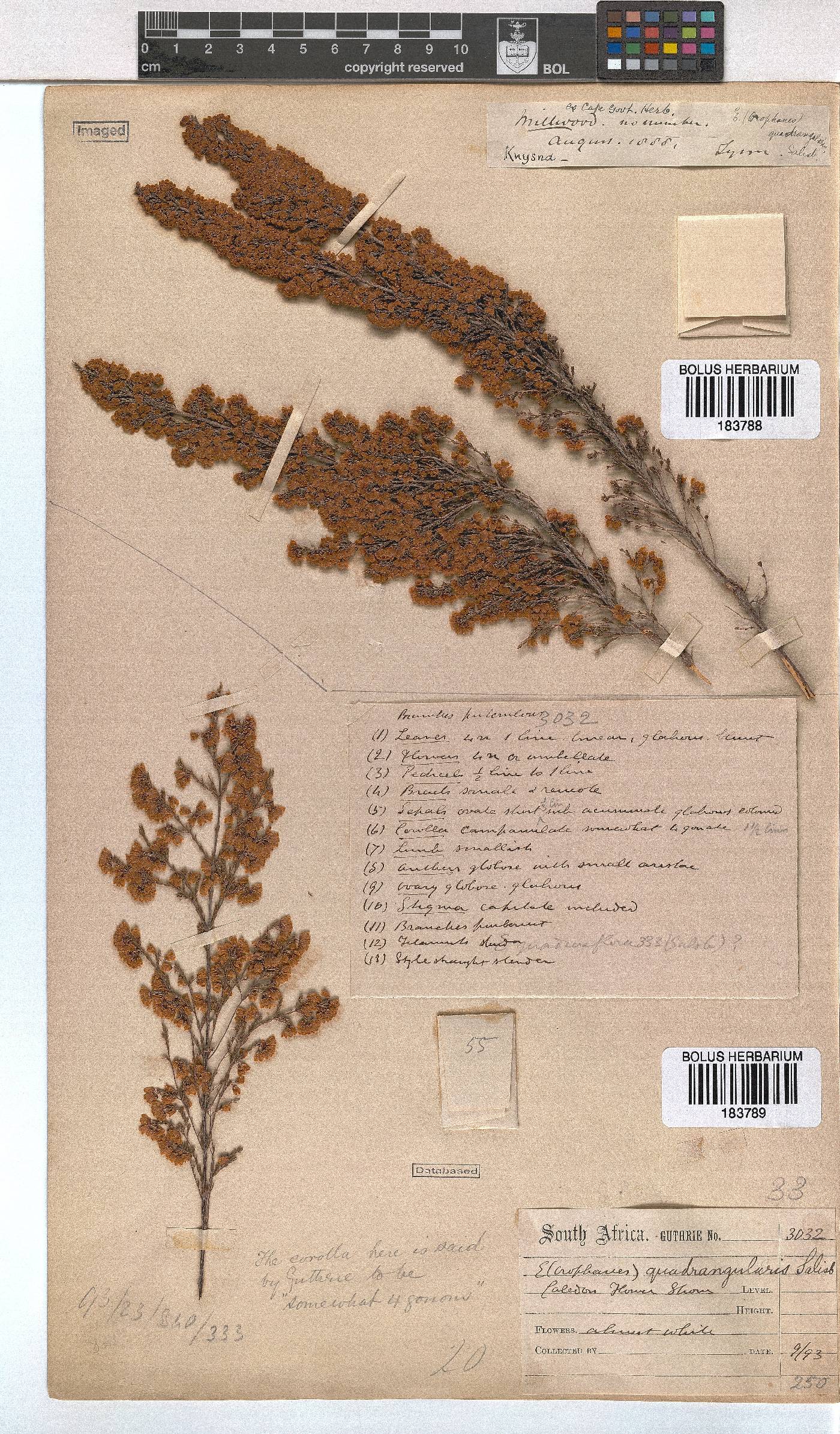 Erica quadrangularis image