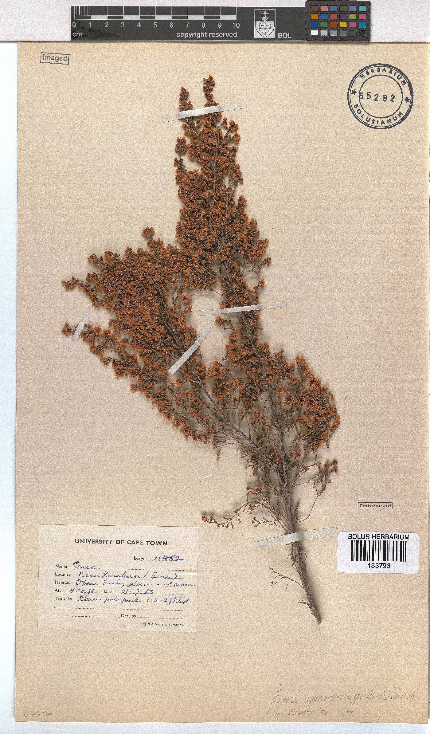 Erica quadrangularis image