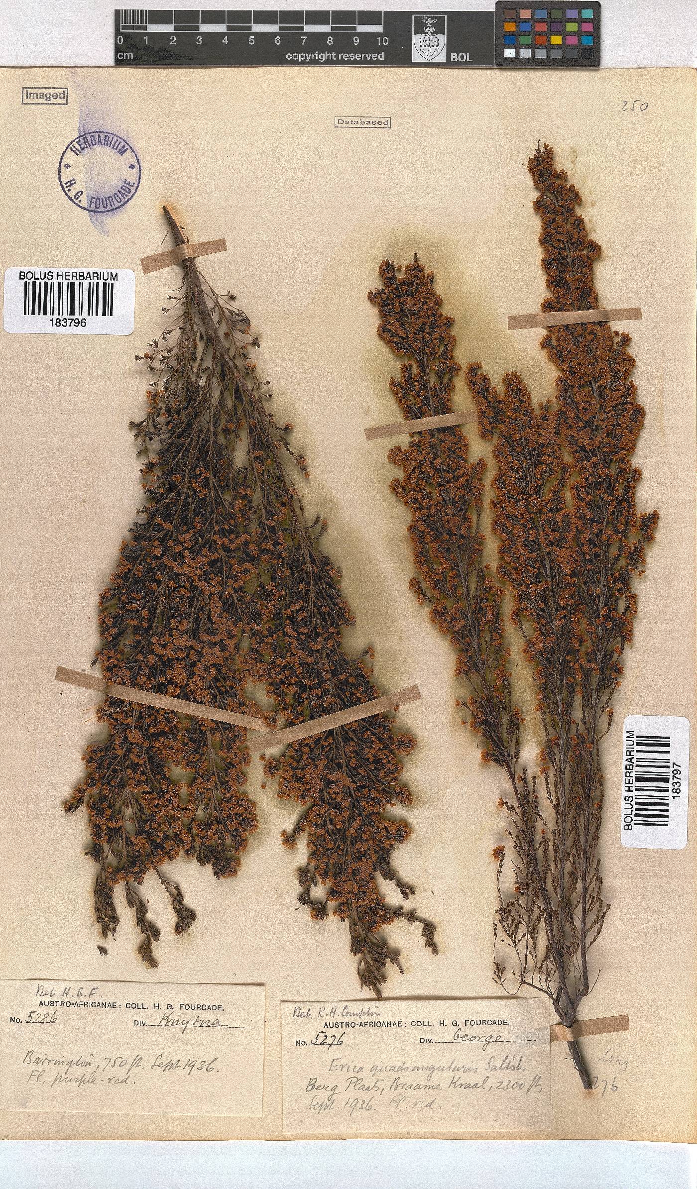 Erica quadrangularis image