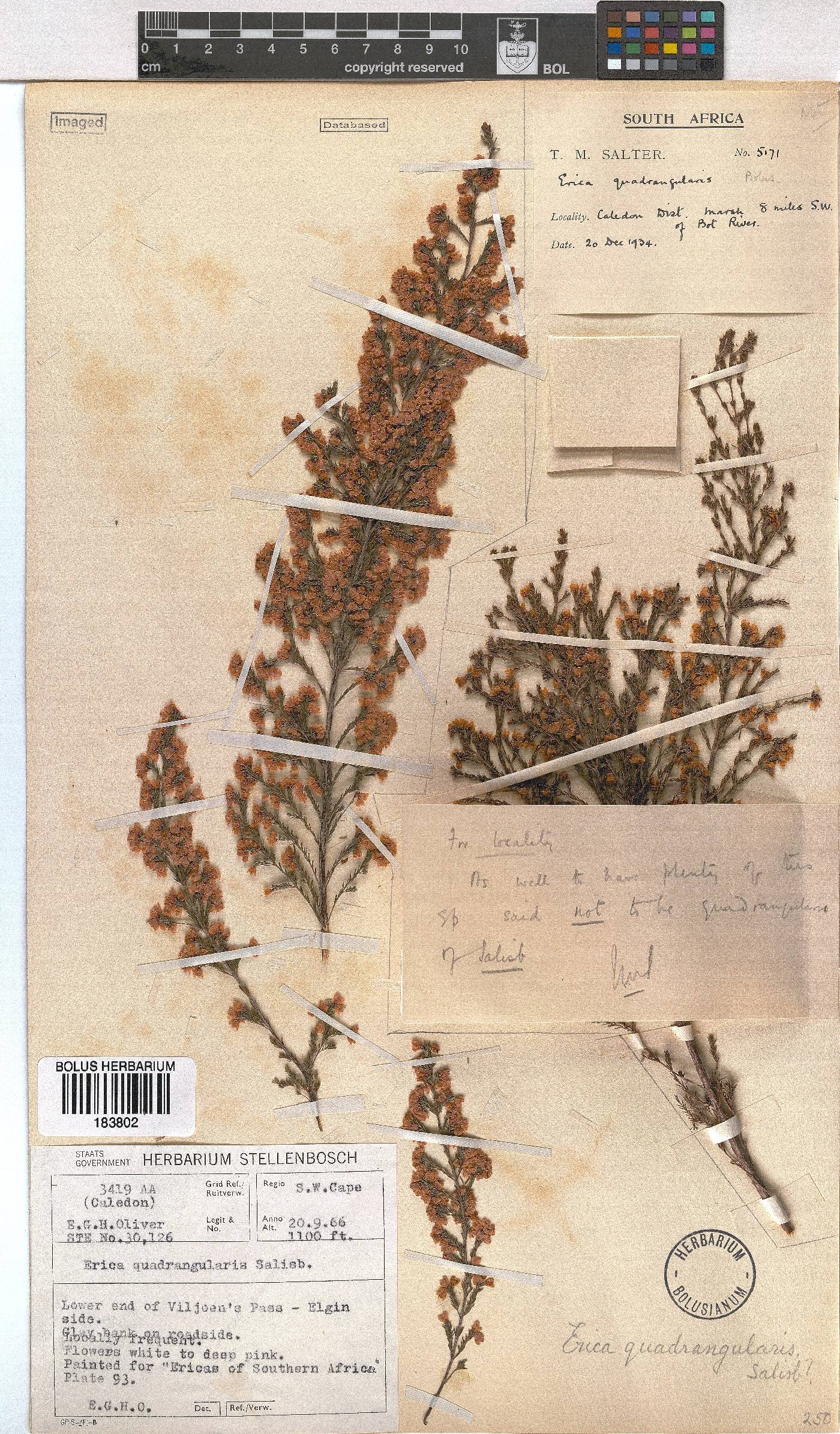 Erica quadrangularis image