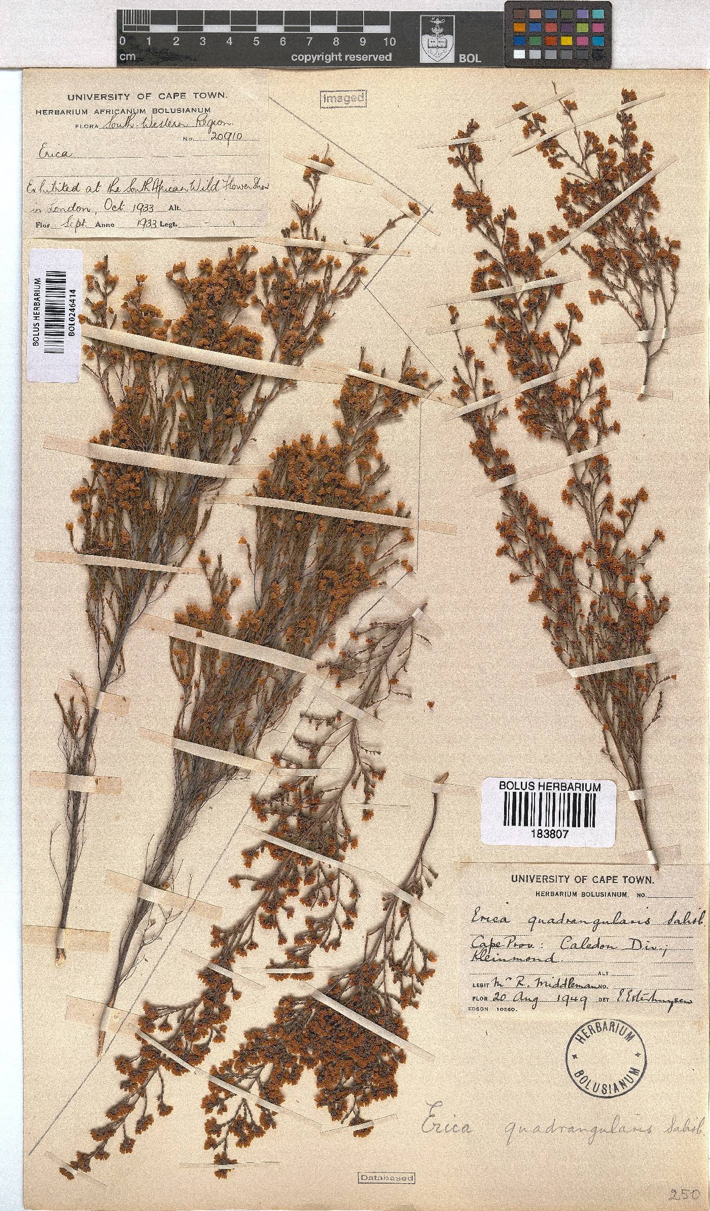 Erica quadrangularis image