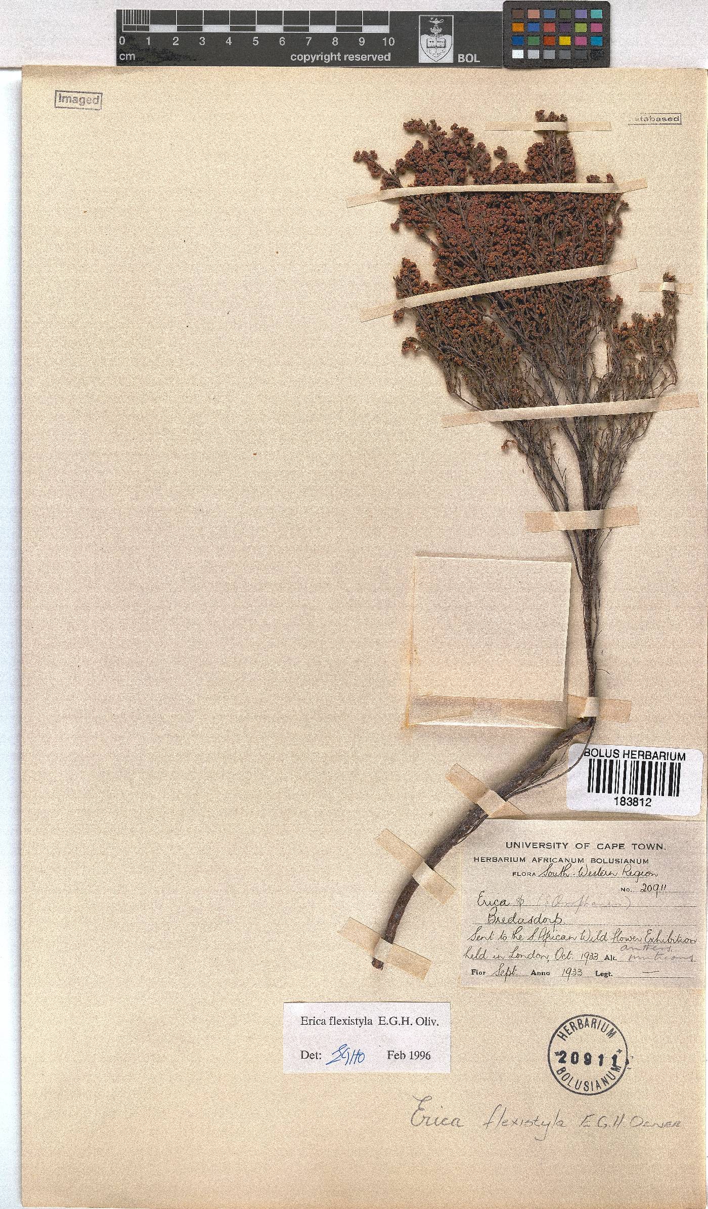 Erica flexistyla image