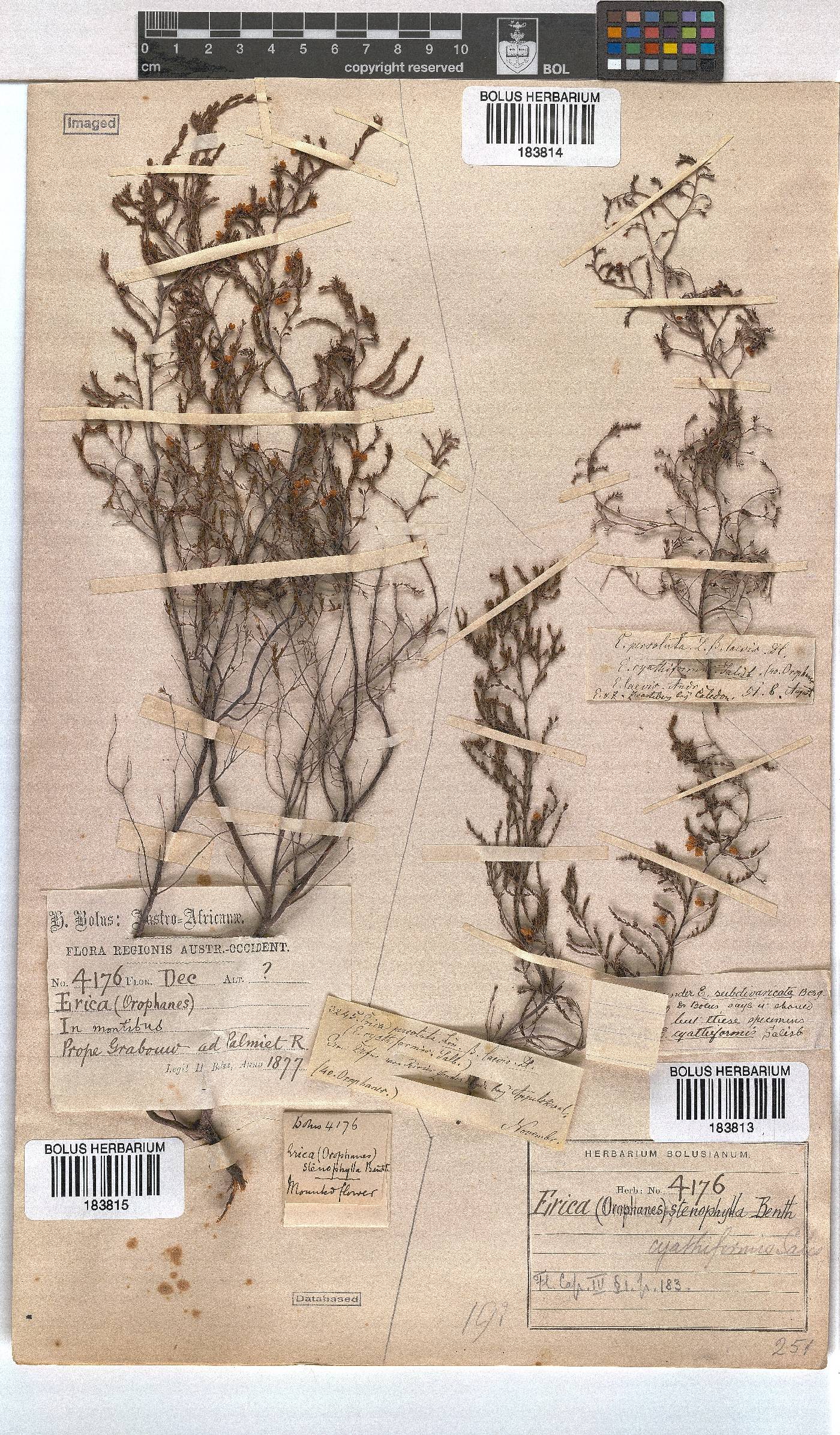 Erica cyathiformis var. cyathiformis image