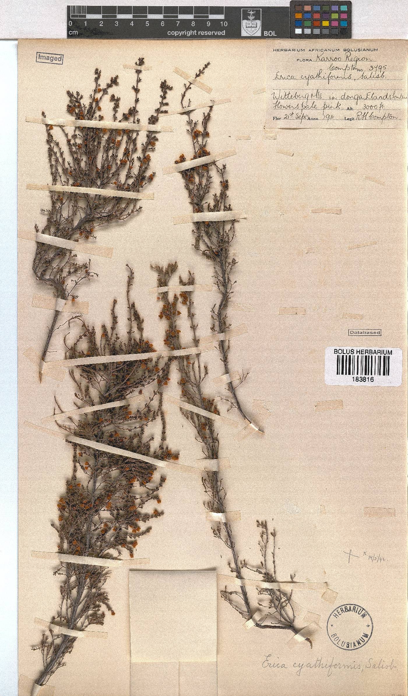 Erica cyathiformis image