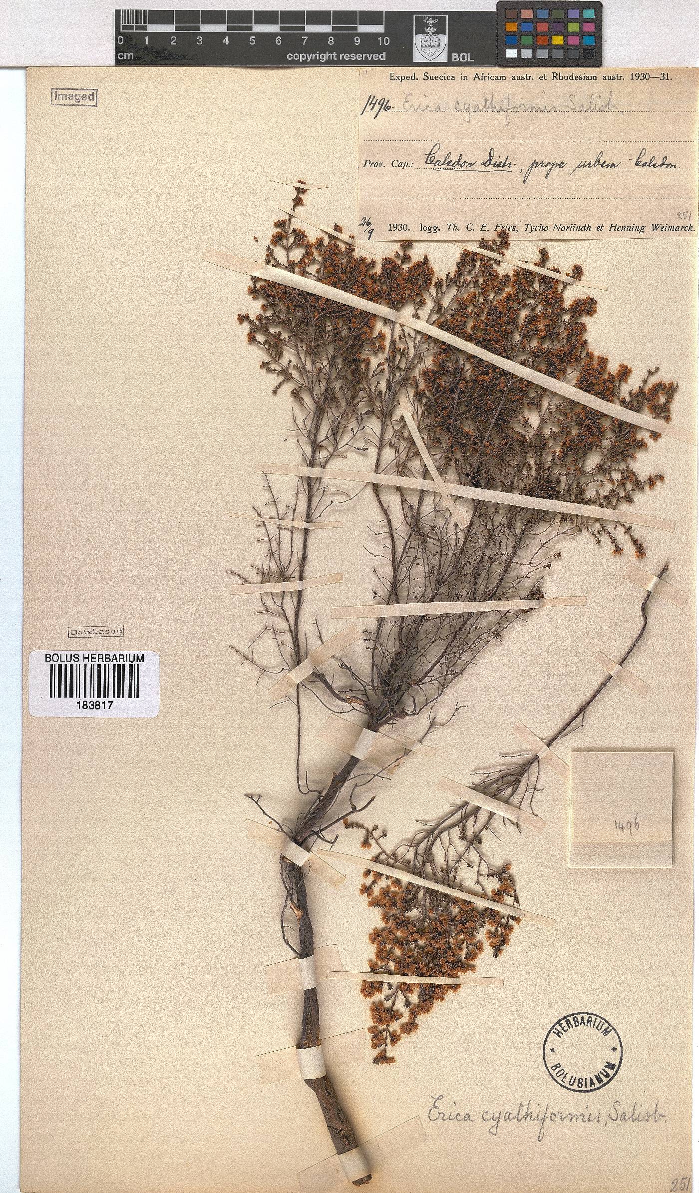 Erica cyathiformis var. cyathiformis image