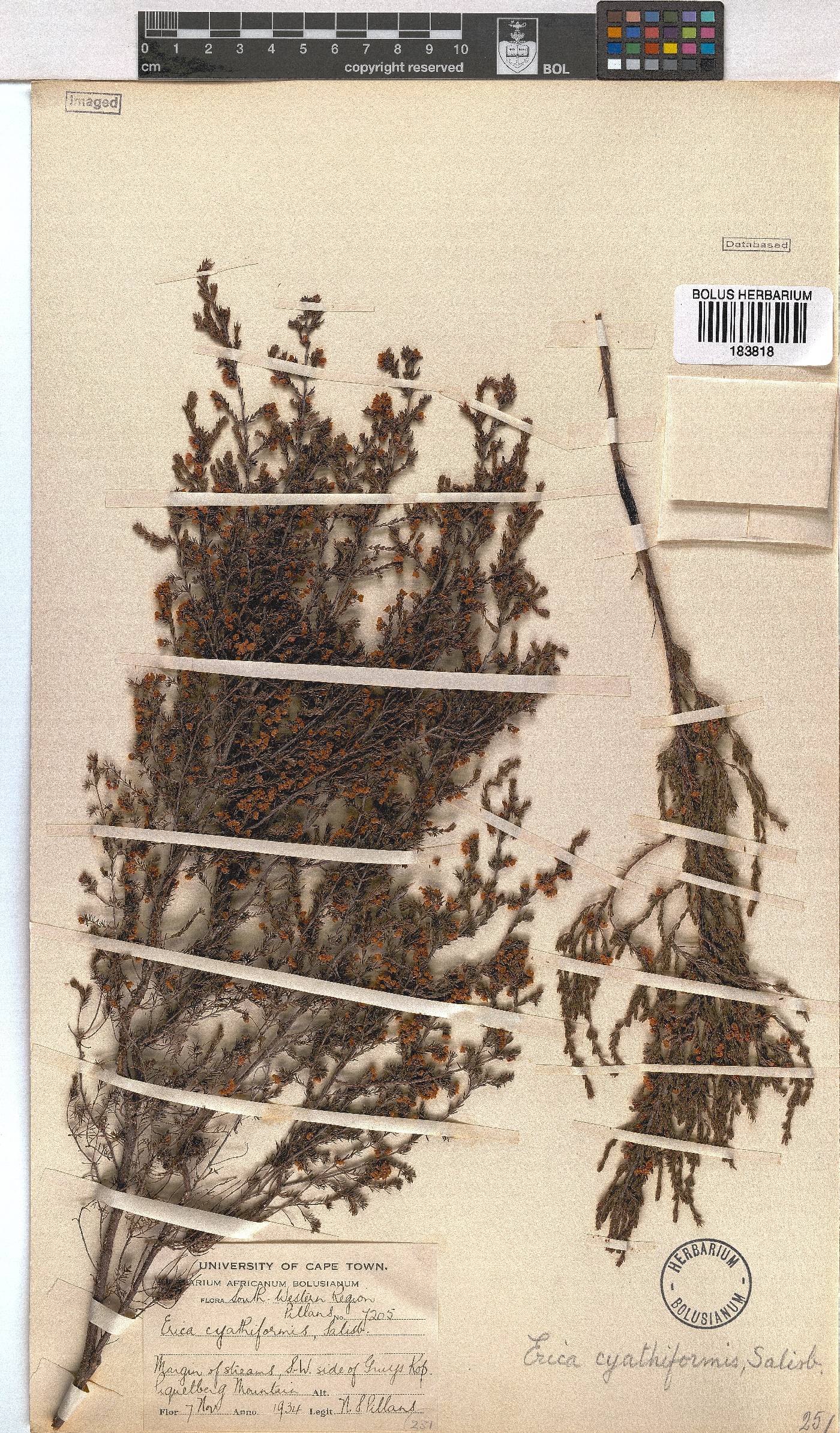 Erica cyathiformis var. cyathiformis image