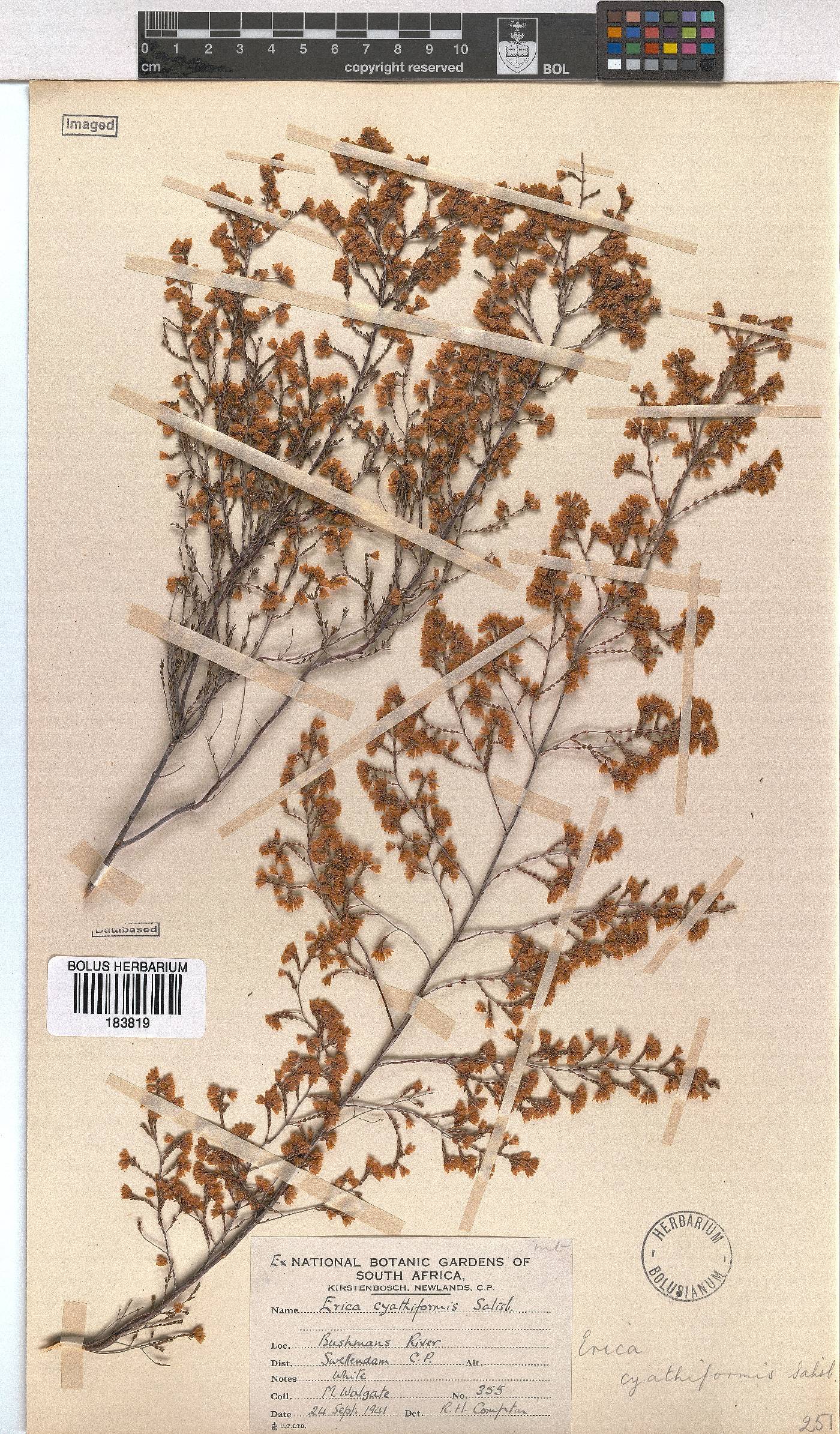 Erica cyathiformis var. cyathiformis image