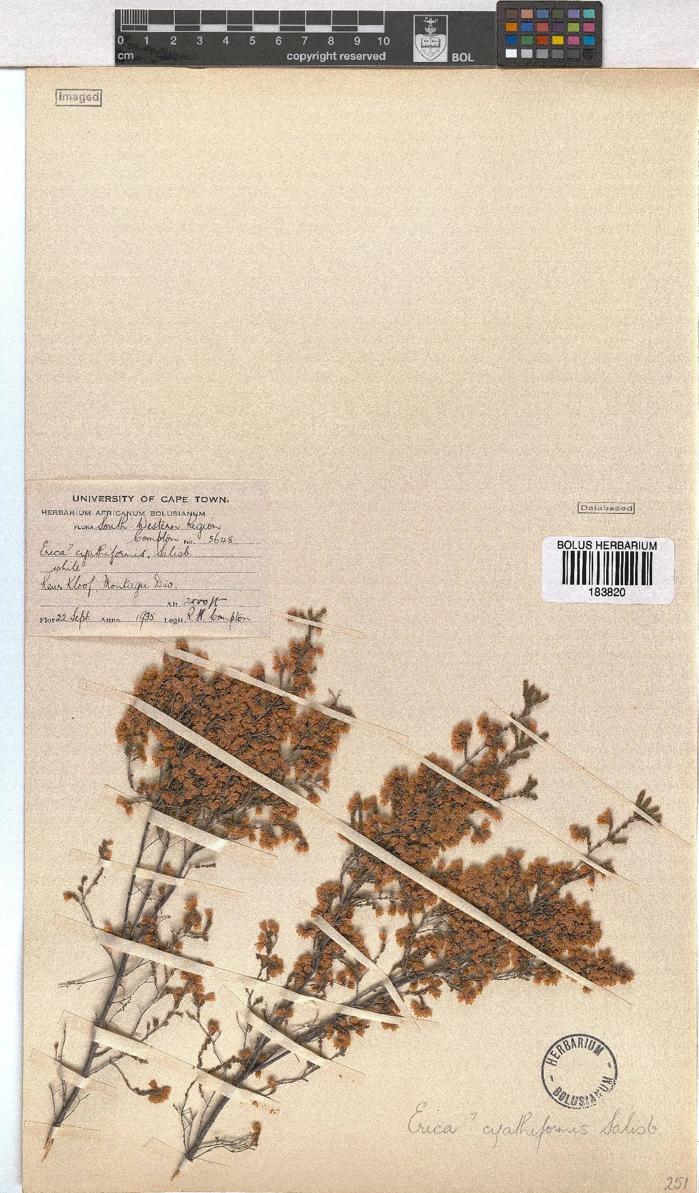 Erica cyathiformis var. cyathiformis image