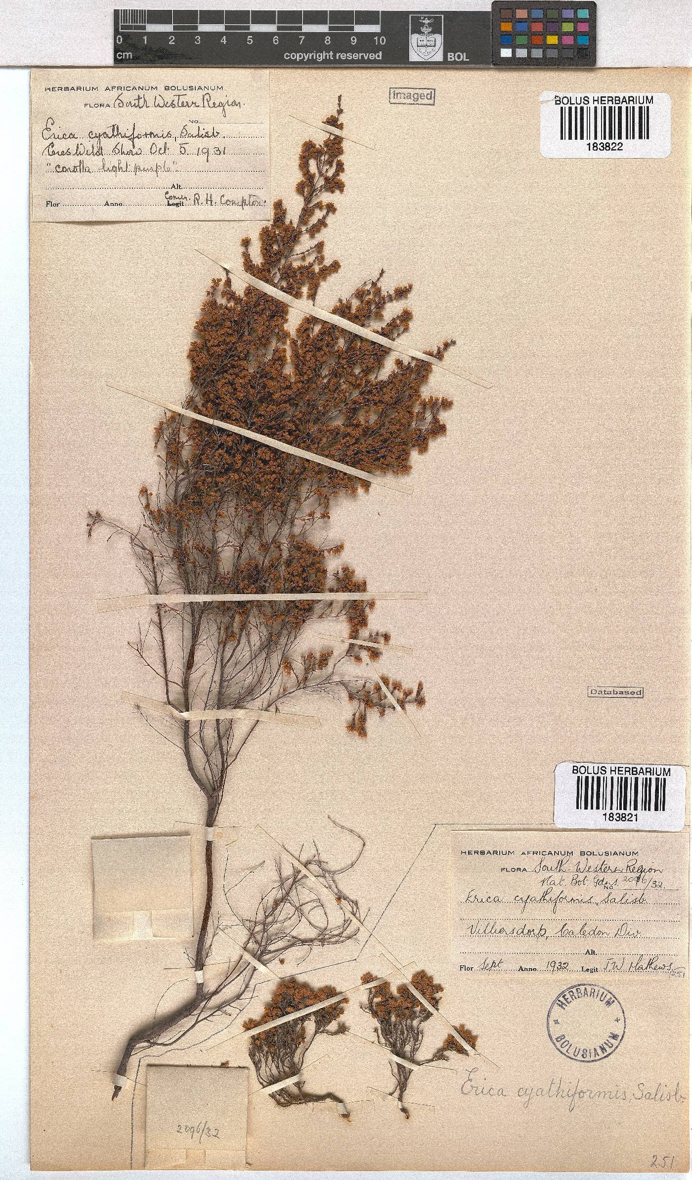 Erica cyathiformis image