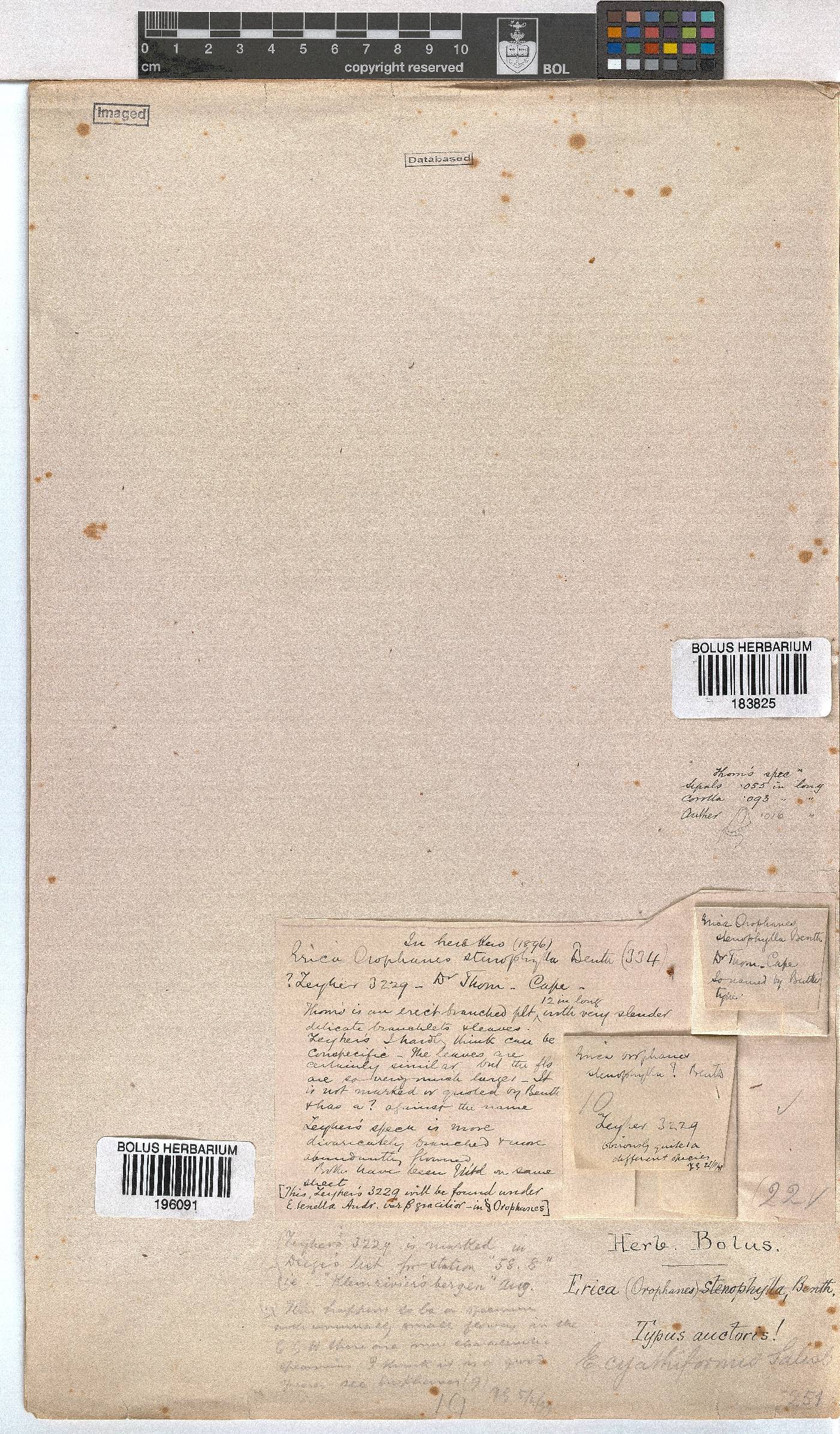 Erica cyathiformis var. cyathiformis image