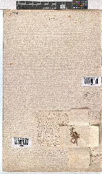 Erica cyathiformis var. cyathiformis image