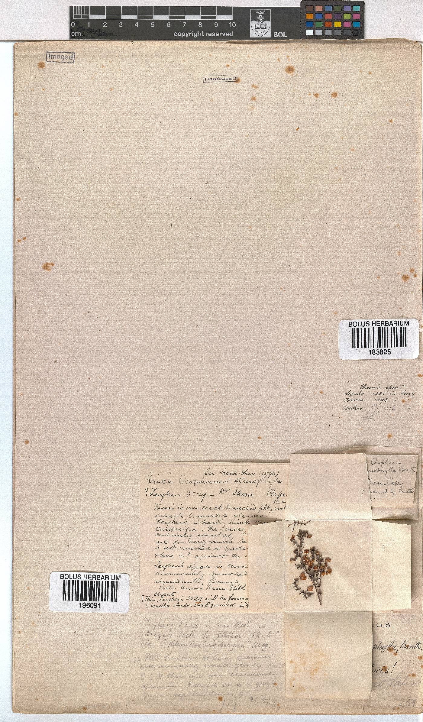 Erica cyathiformis image