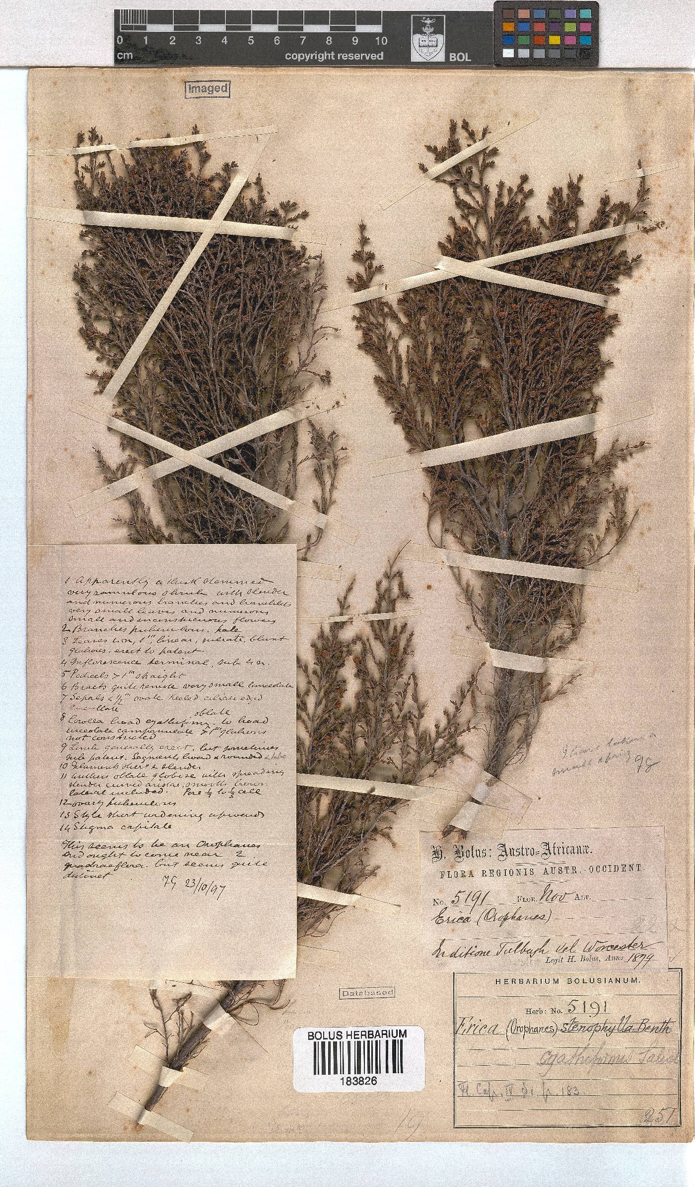 Erica cyathiformis var. cyathiformis image