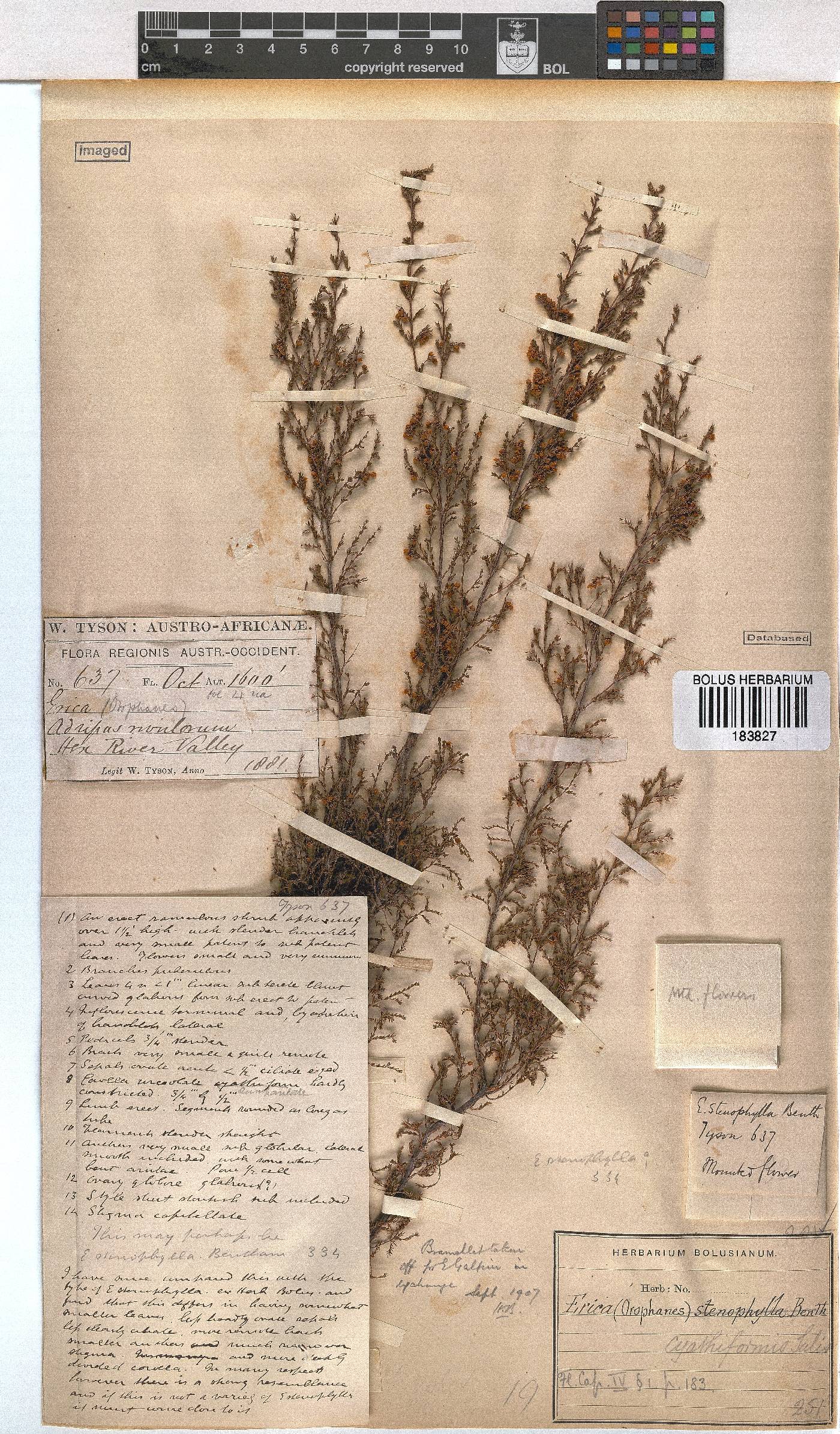 Erica cyathiformis image