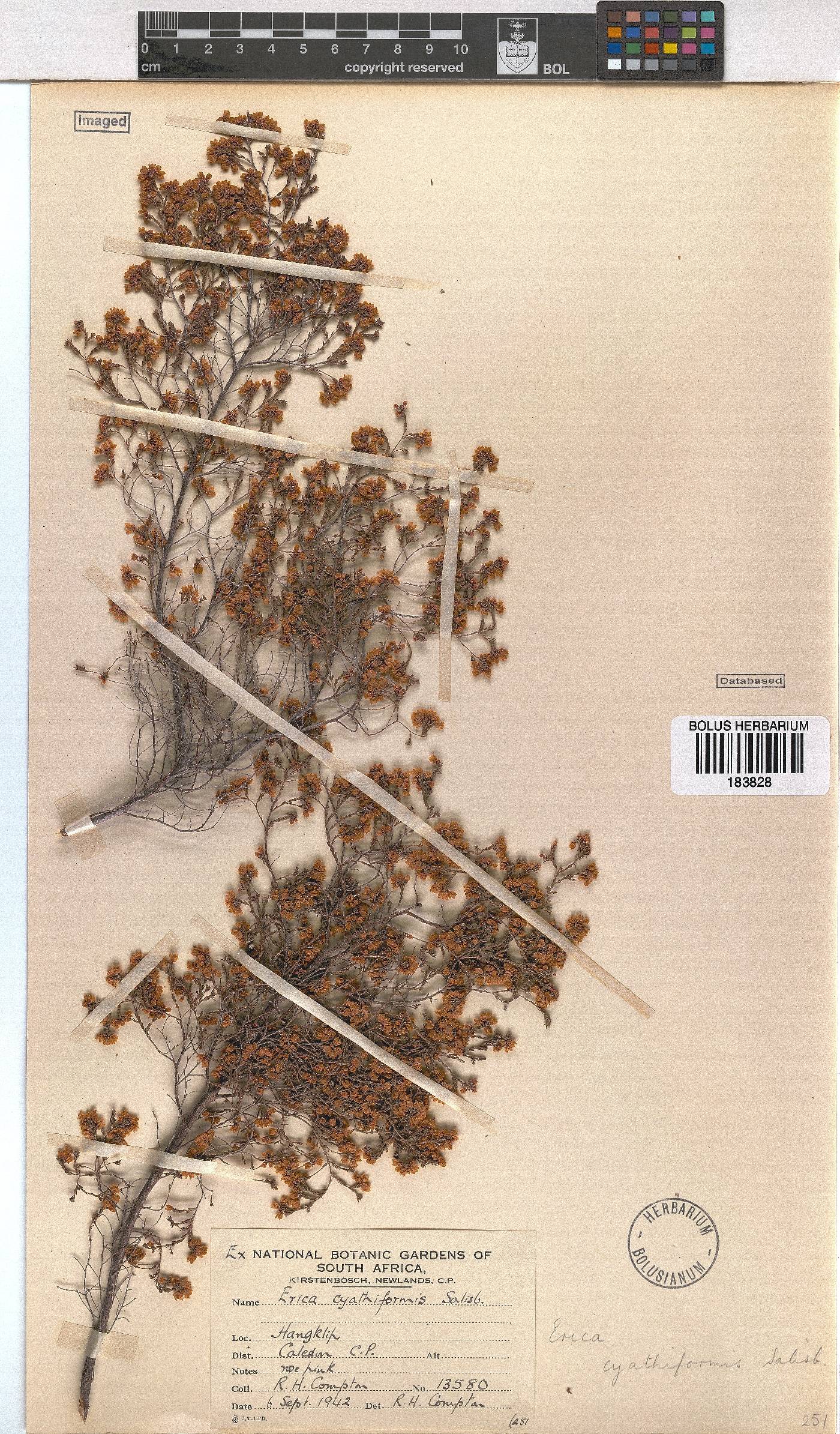 Erica cyathiformis var. cyathiformis image