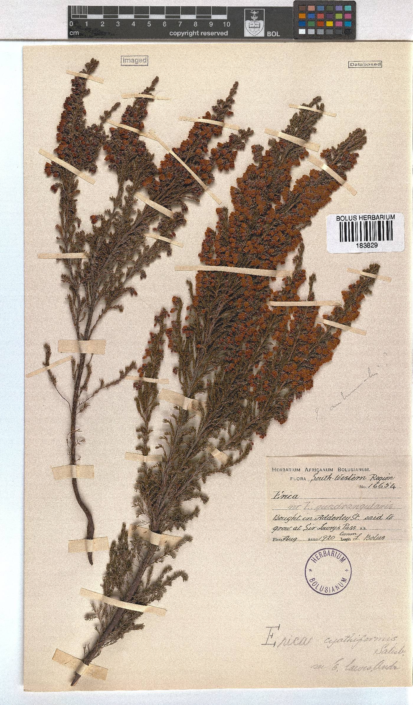 Erica cyathiformis var. cyathiformis image