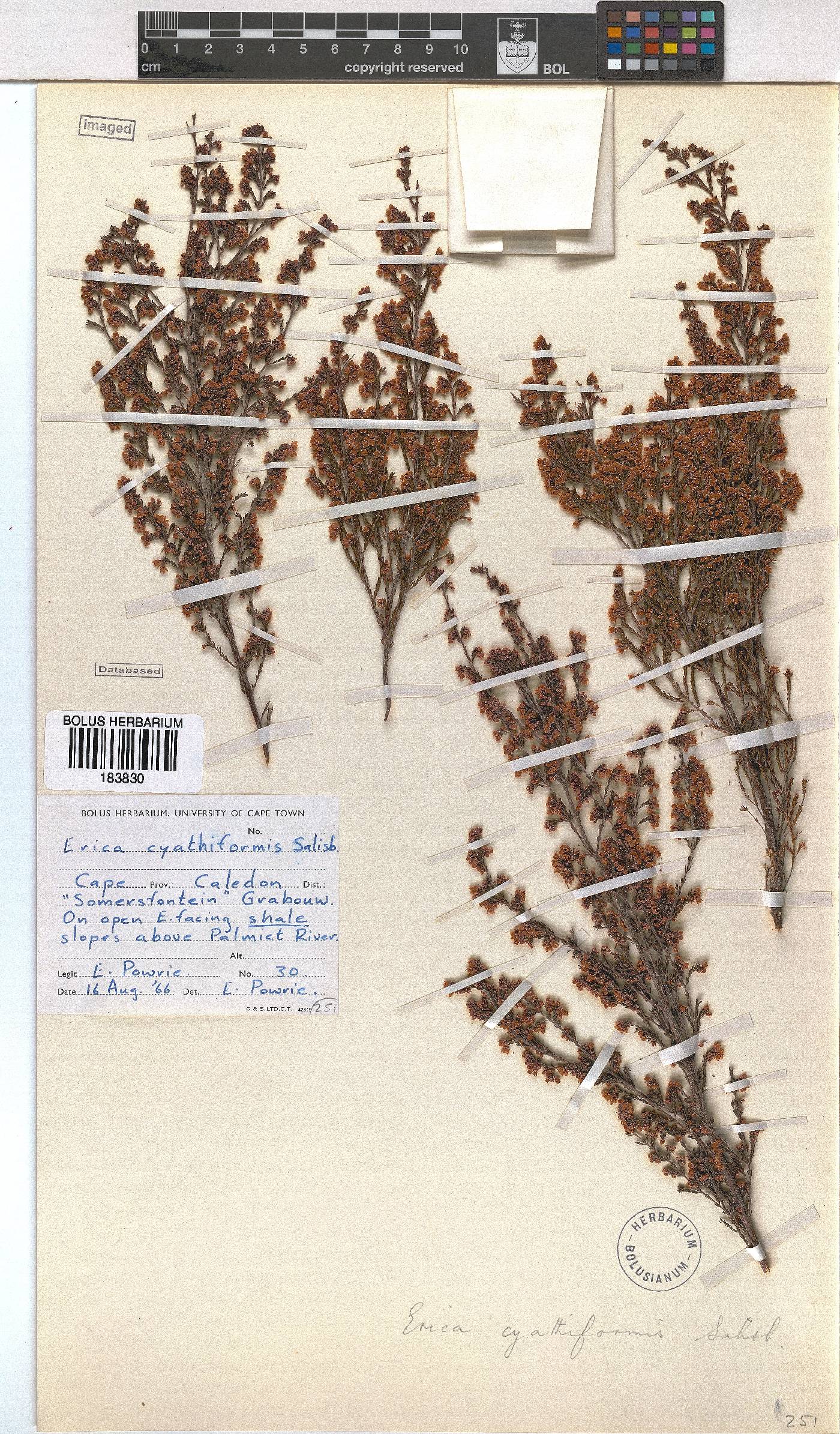 Erica cyathiformis image