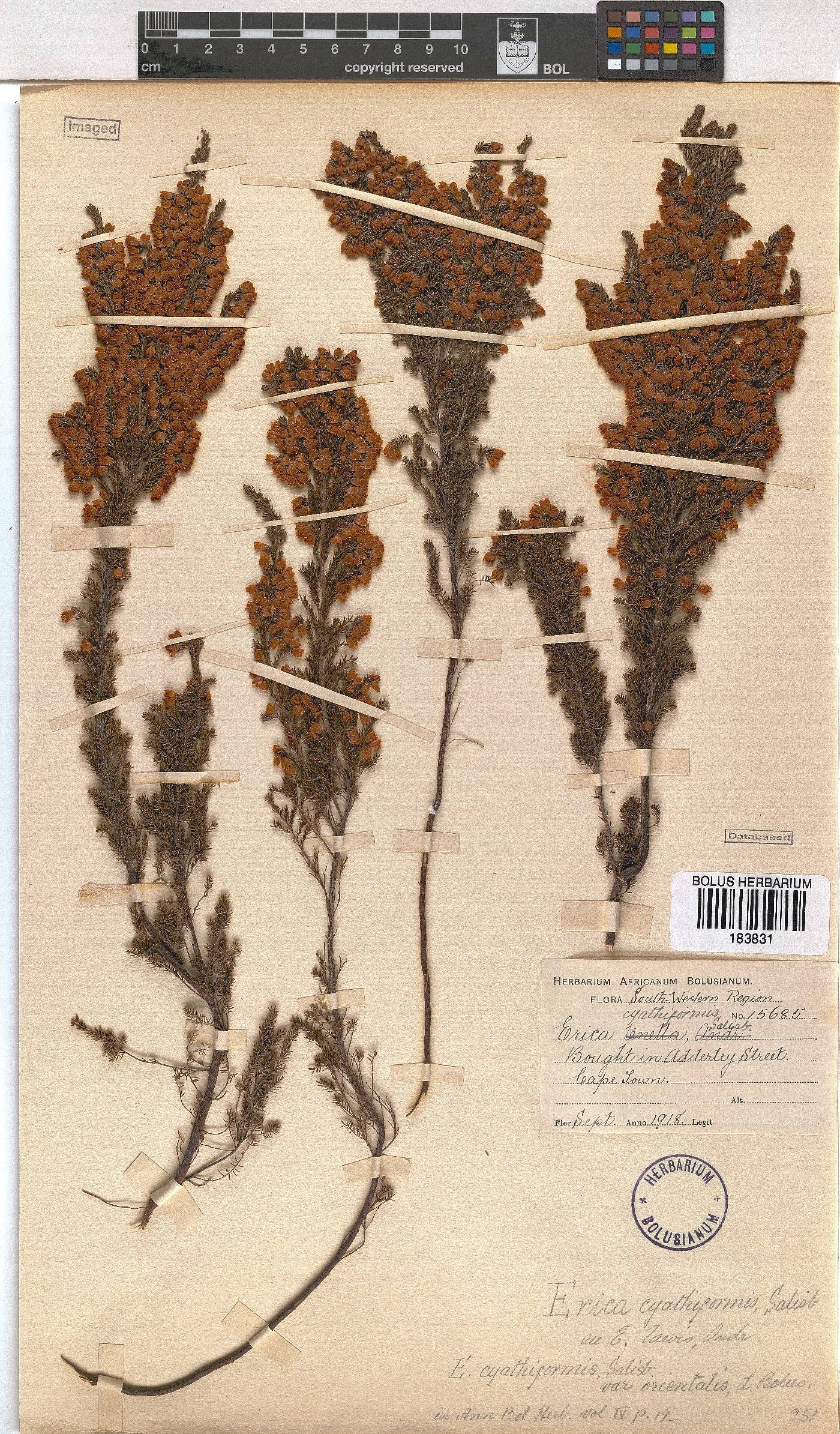 Erica cyathiformis var. orientalis image