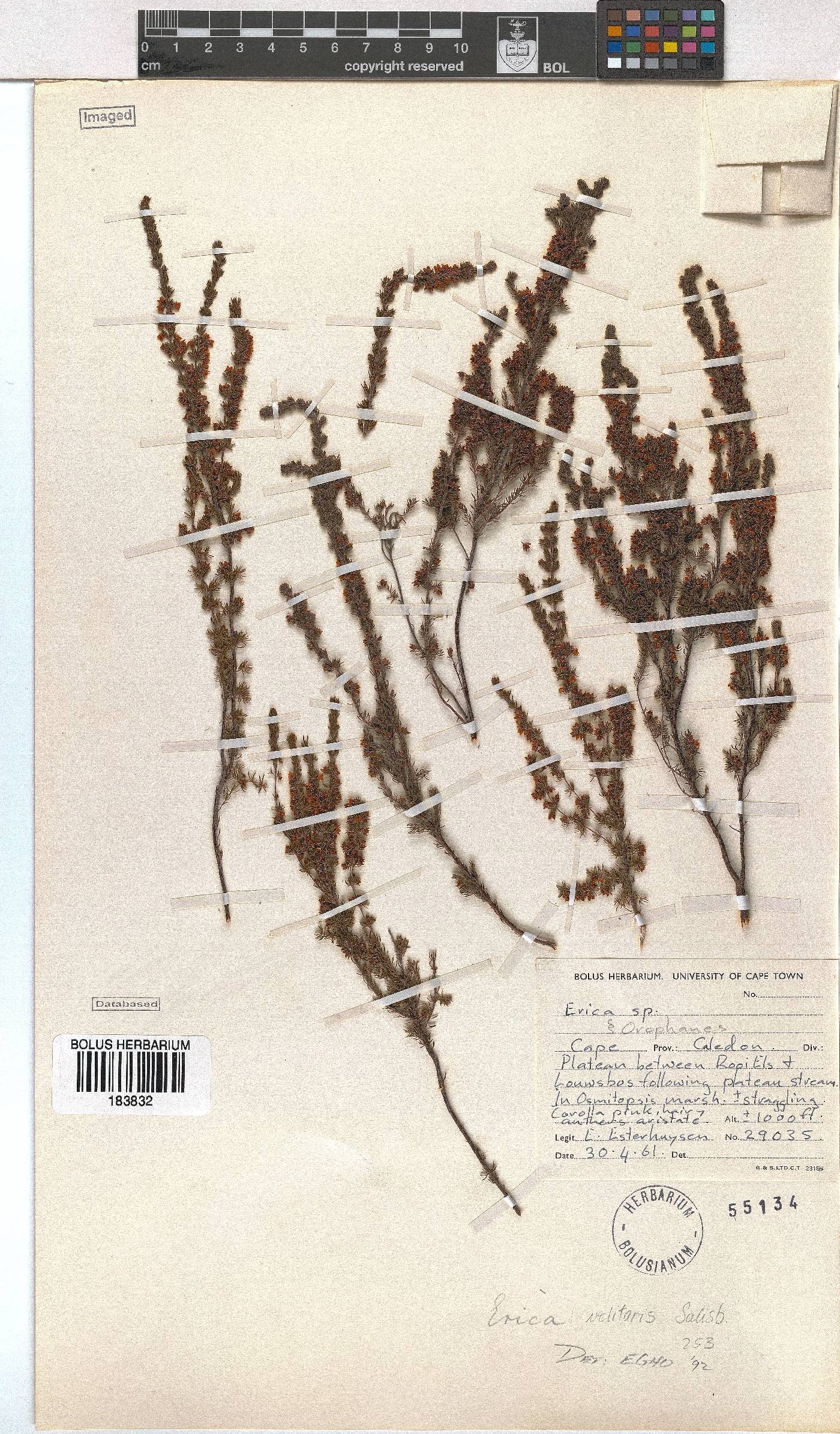 Erica velitaris image