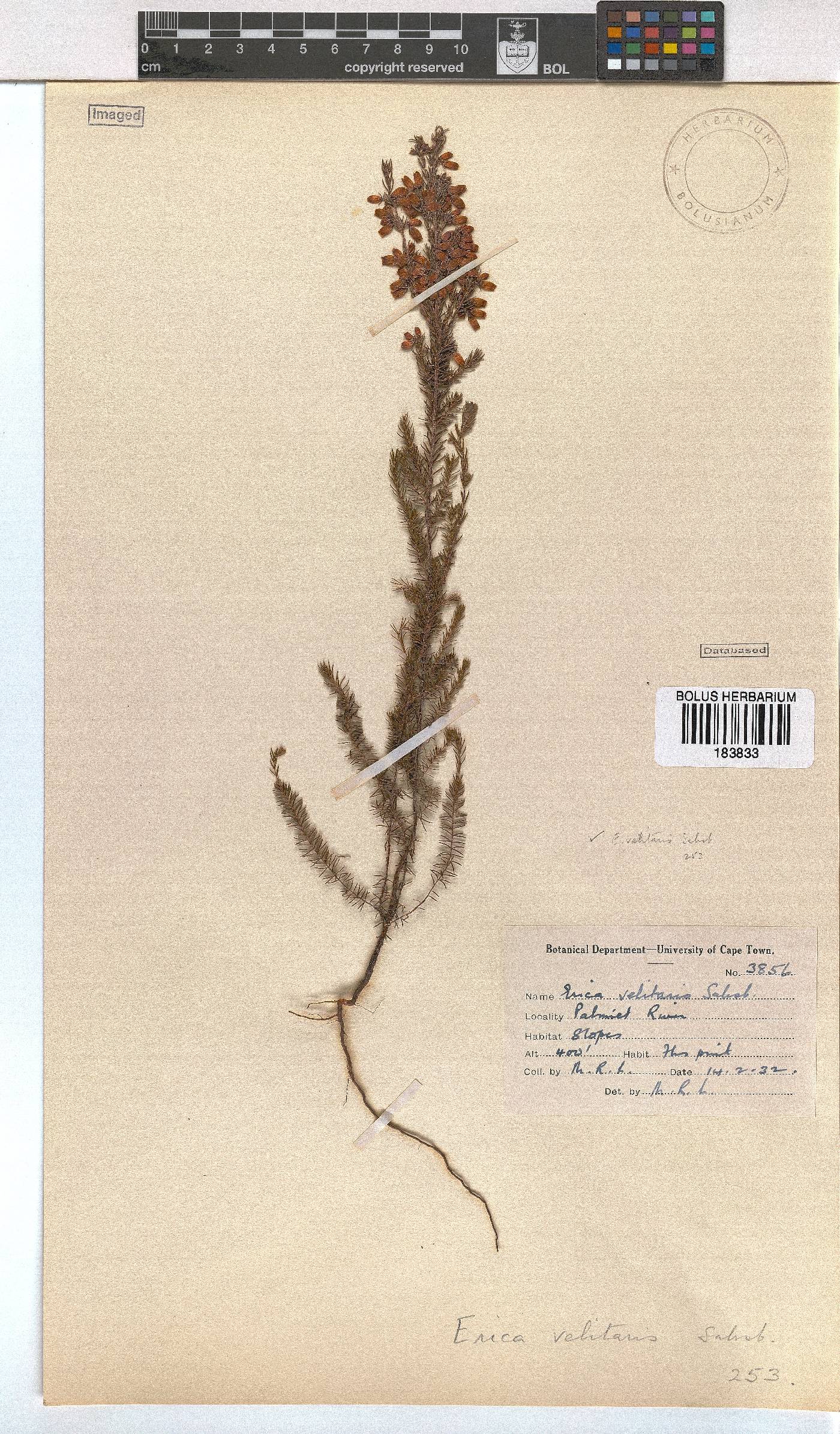 Erica velitaris image