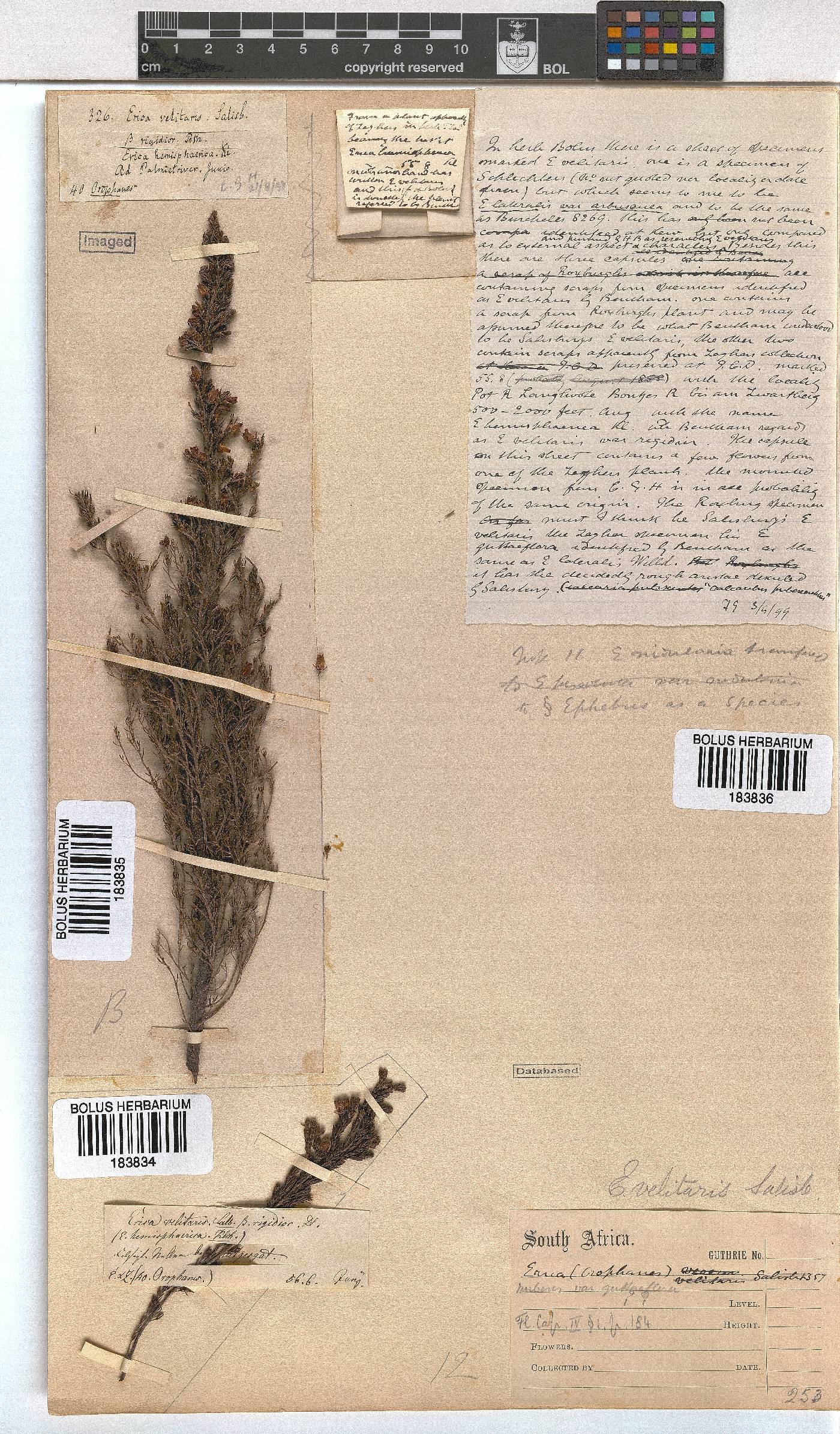 Erica velitaris image