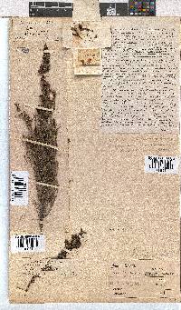 Erica velitaris image