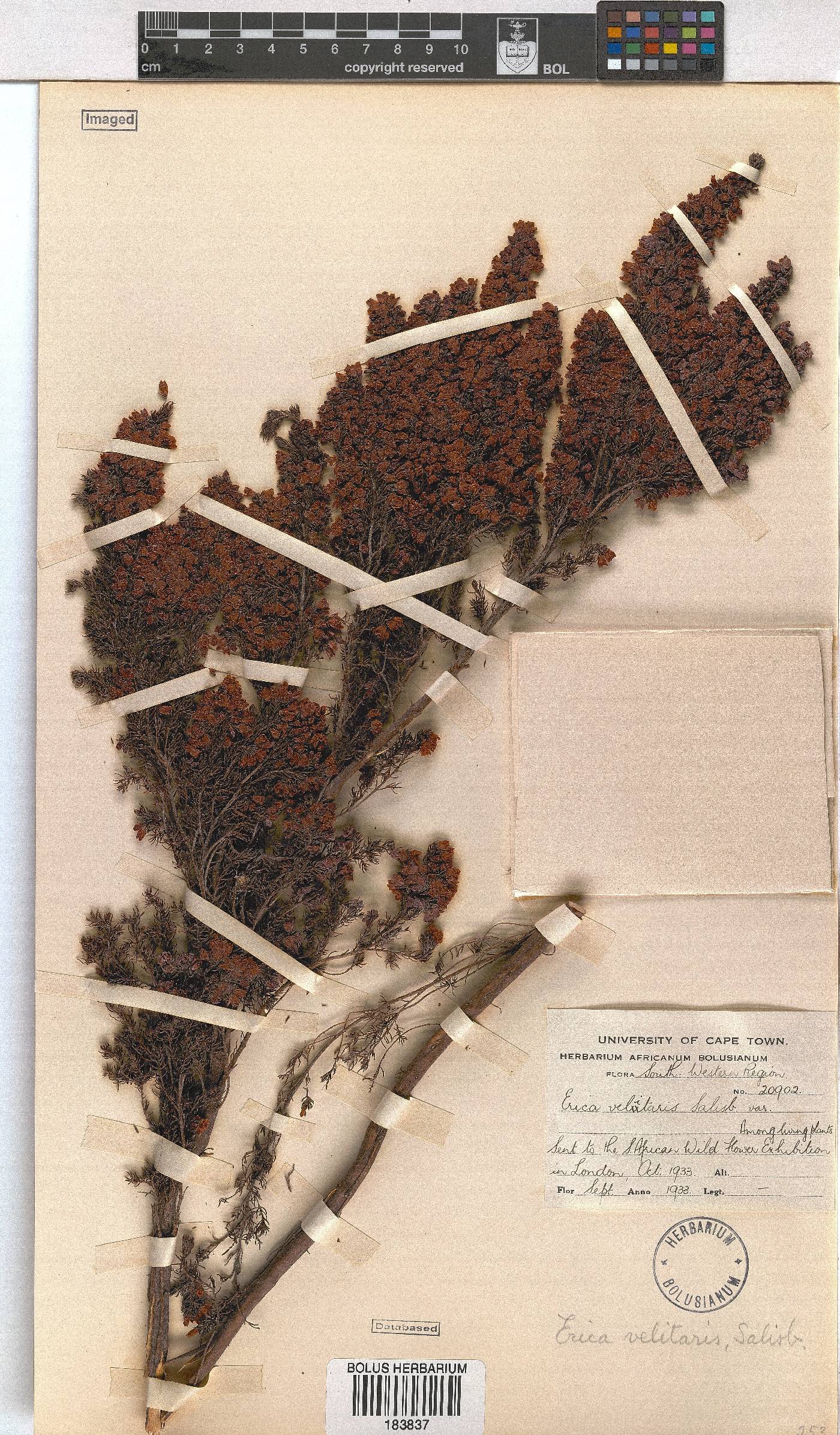 Erica velitaris image