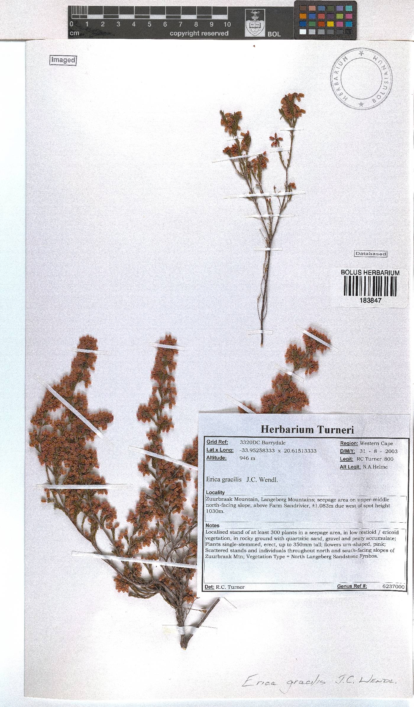 Erica gracilis image
