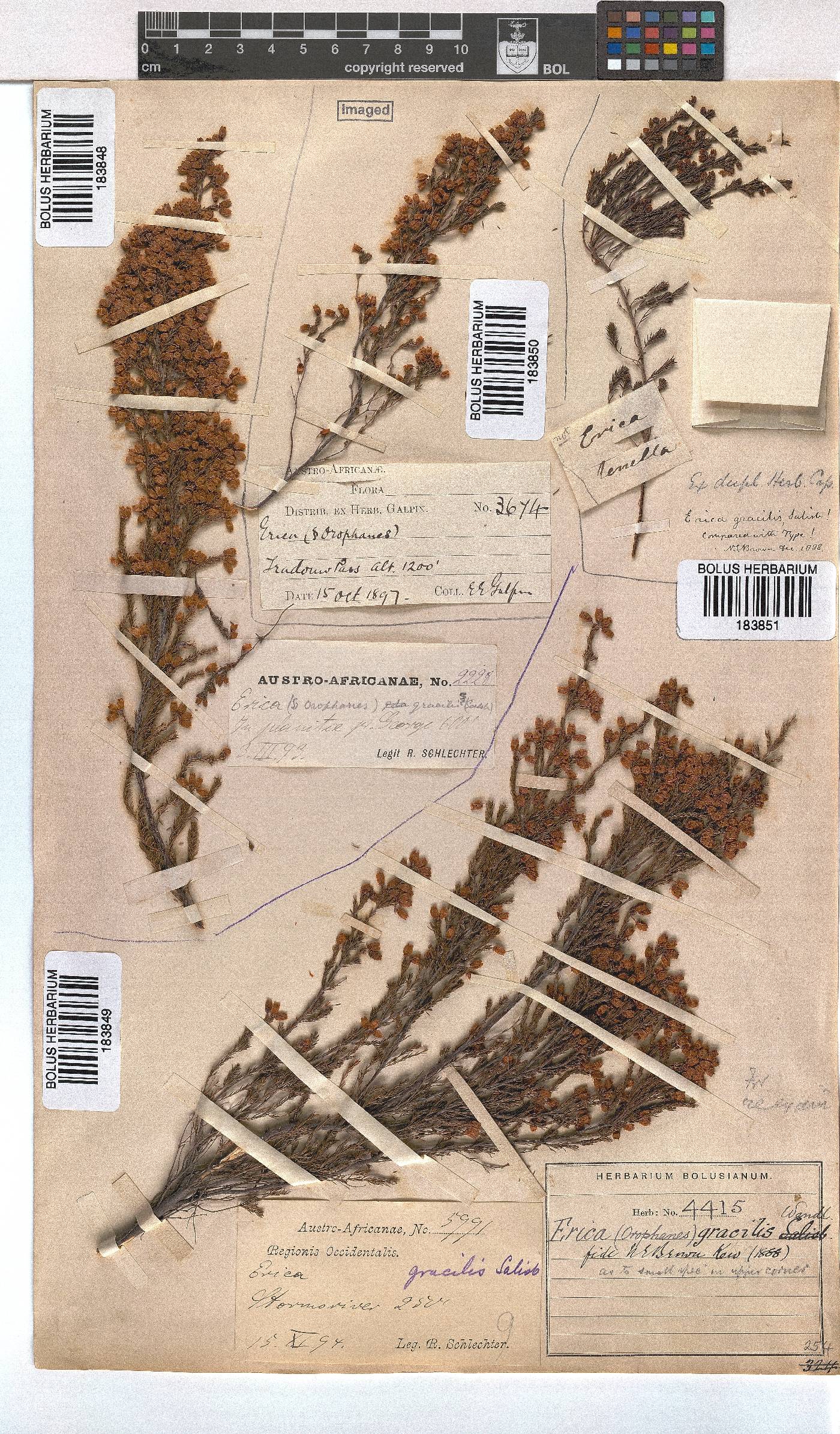 Erica gracilis image