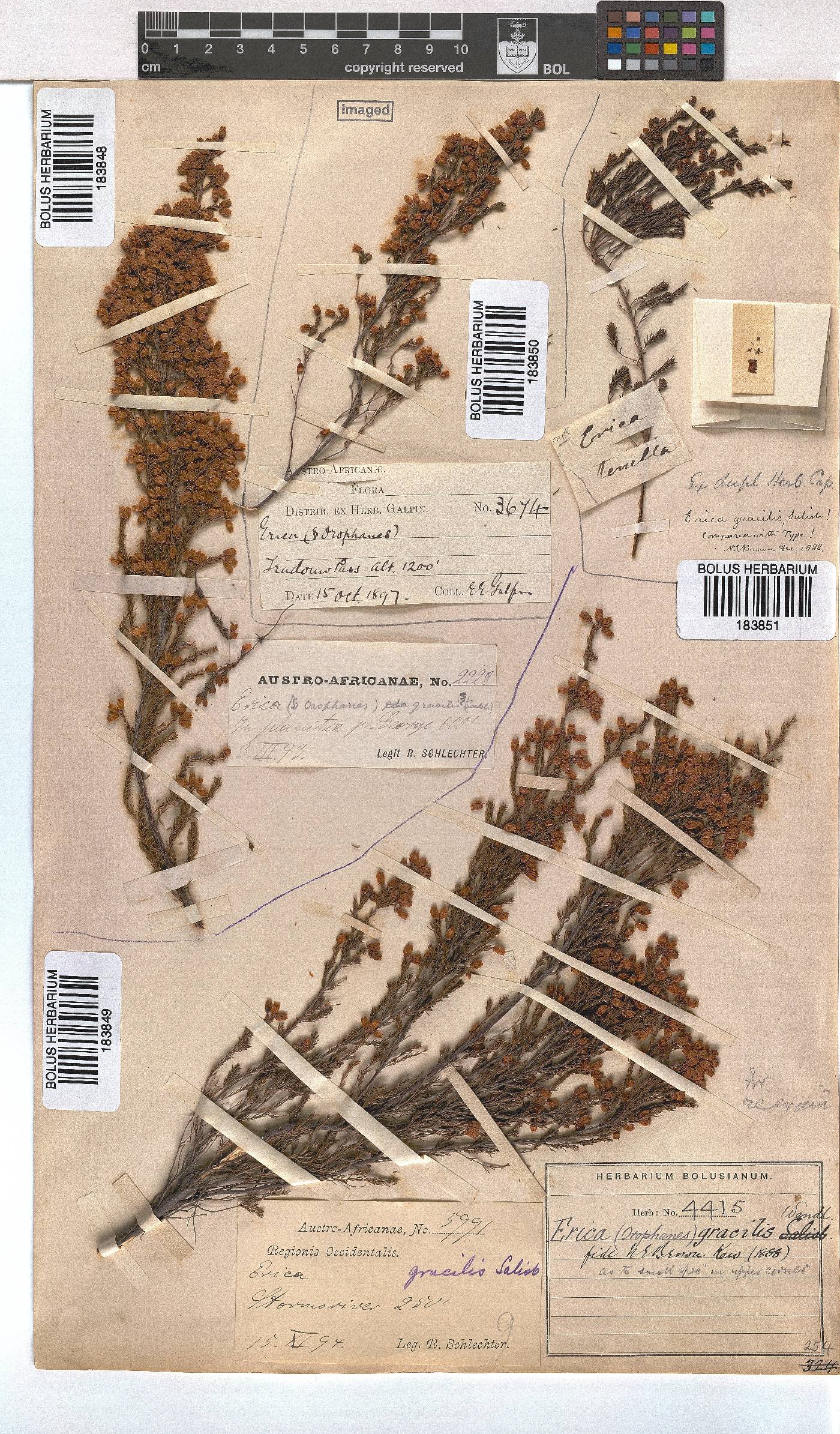 Erica gracilis image