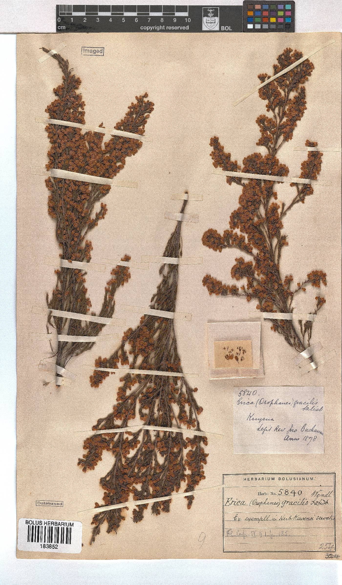 Erica gracilis image
