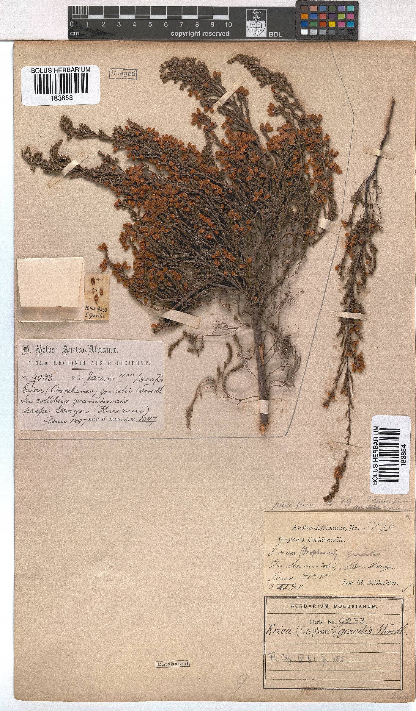 Erica gracilis image