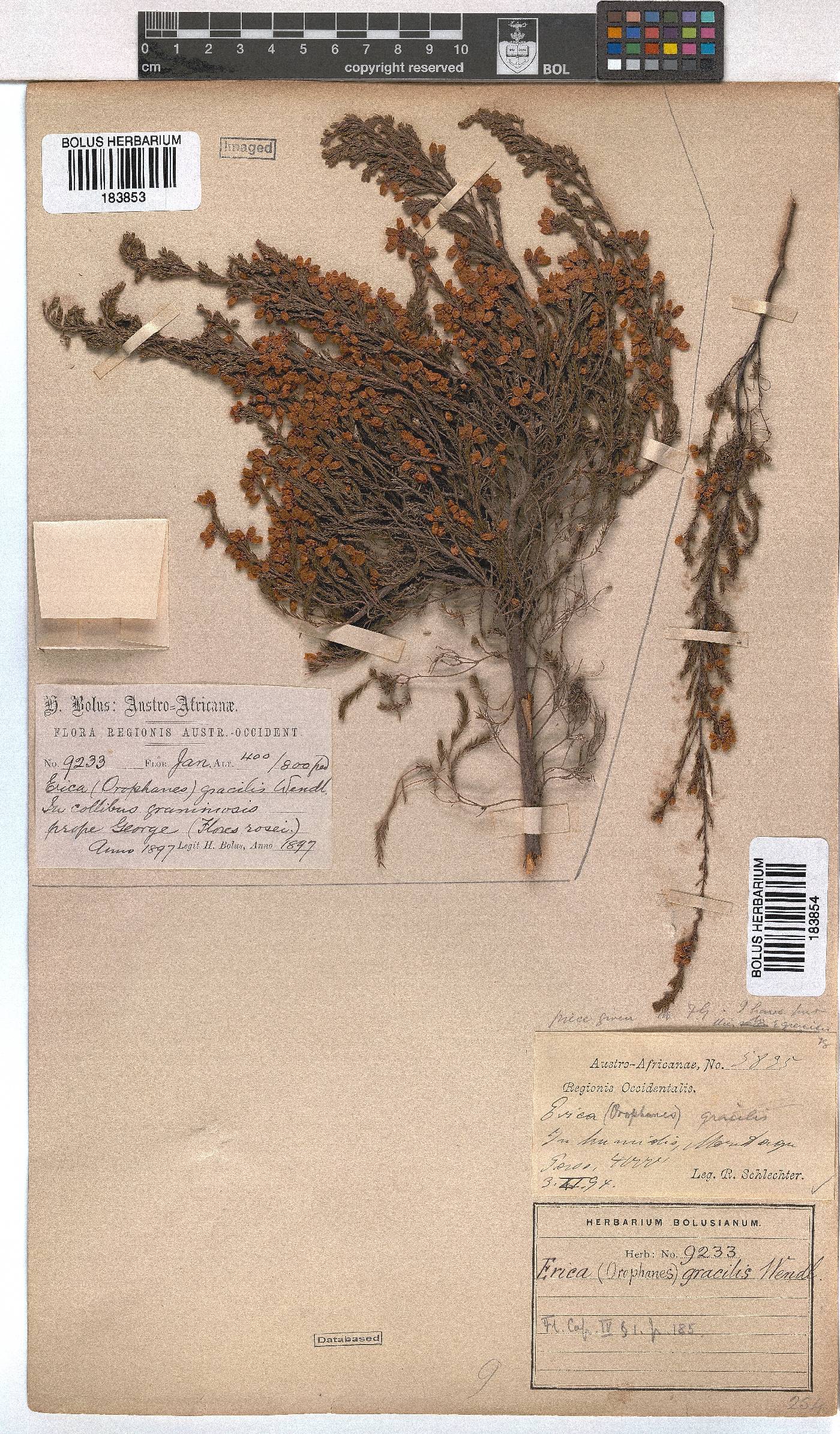 Erica gracilis image