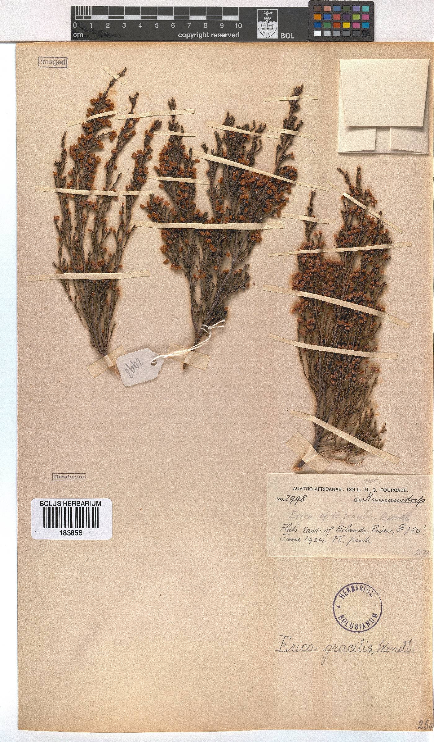 Erica gracilis image
