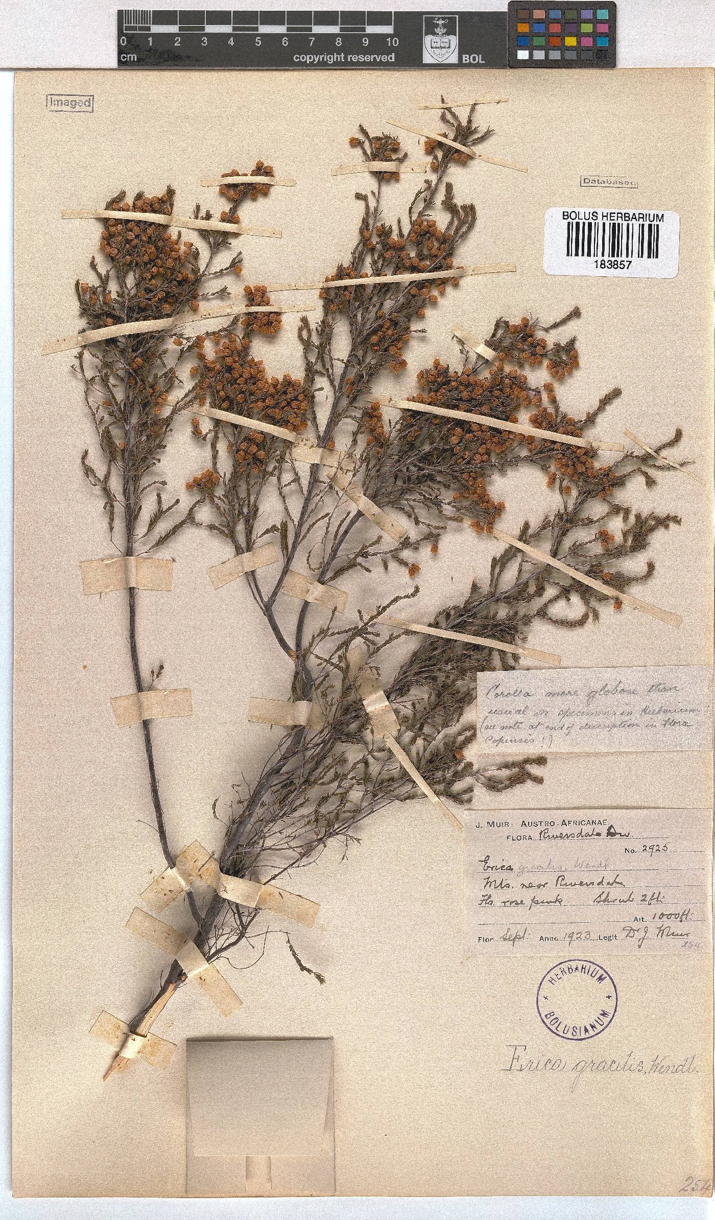 Erica gracilis image